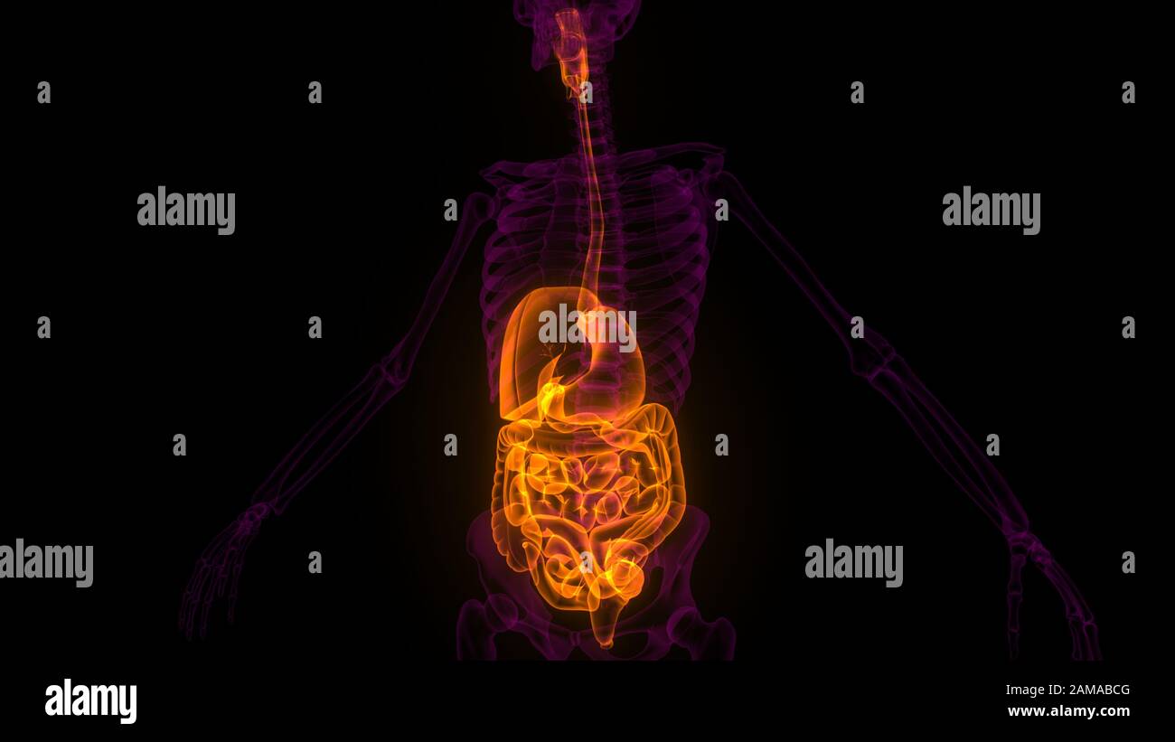 Anatomie Des Verdauungssystems Der Menschlichen Inneren Organe. 3D Stockfoto