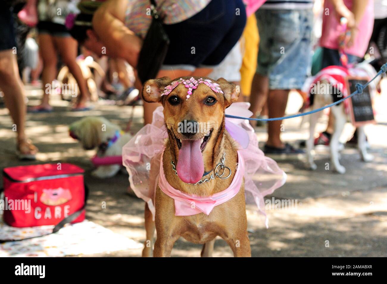 Brasilien - Februar 23, 2019: Kostümierte Hund bekommt in der Karneval Geist während der jährlichen pet-Party im Tijuca gehalten, in Rio de Janeiro's North Zone. Stockfoto