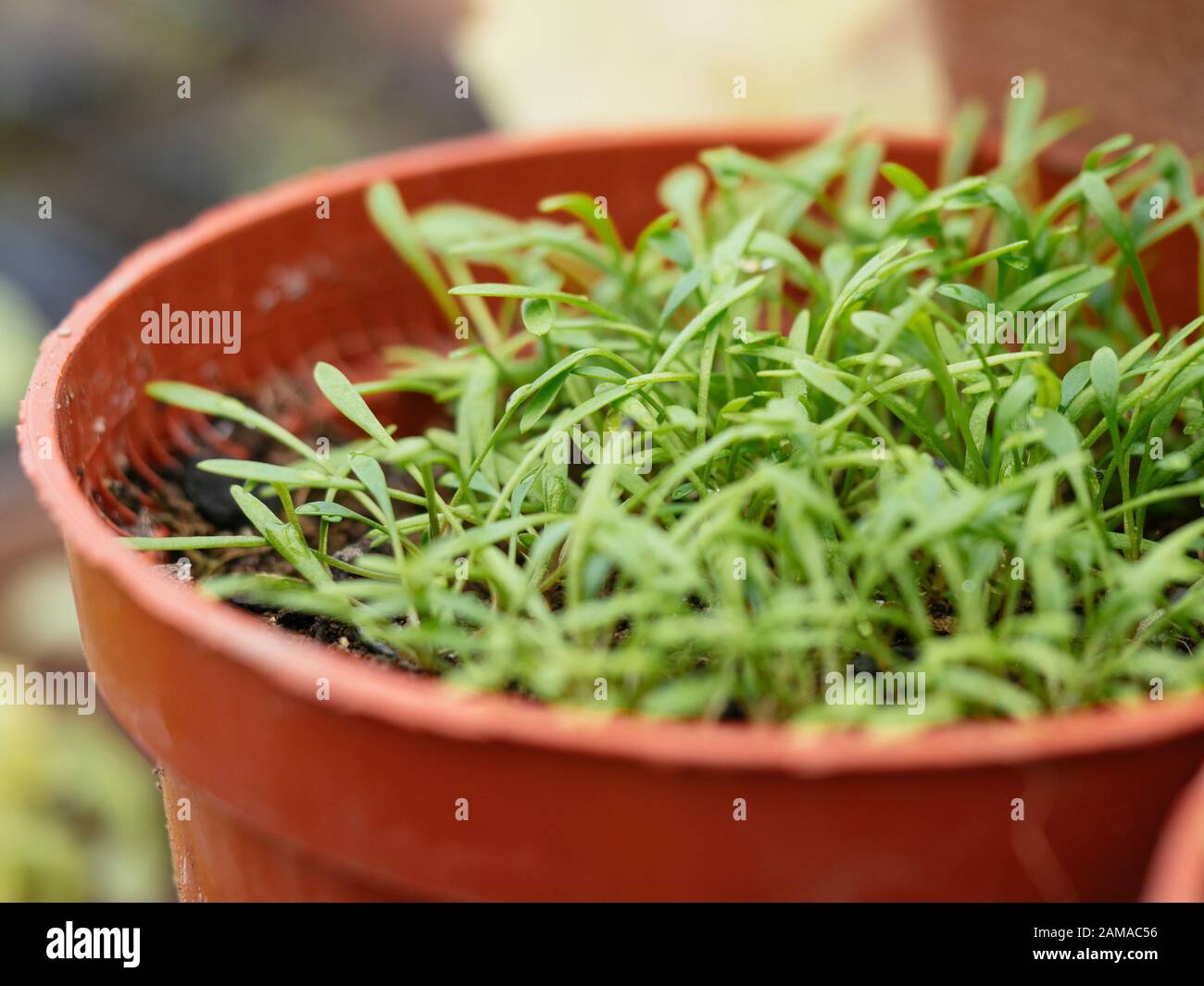 Im Januar wachsen purpurne Sämlinge im Winter. Stockfoto