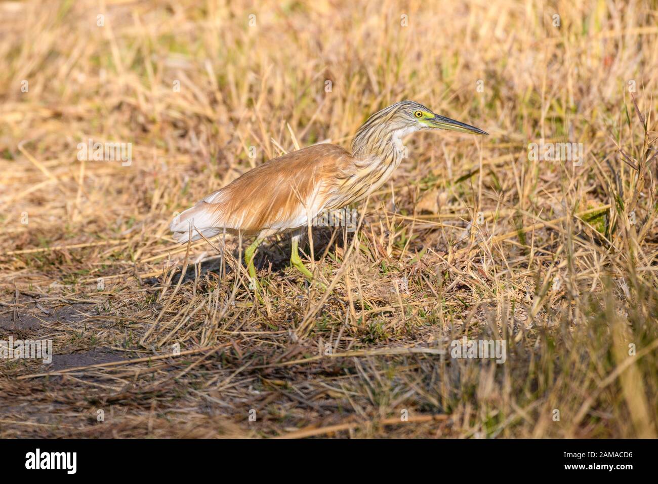 Squacco Heron, Ardeola Ralloides, Khwai Private Reserve, Okavango Delta, Botswana Stockfoto