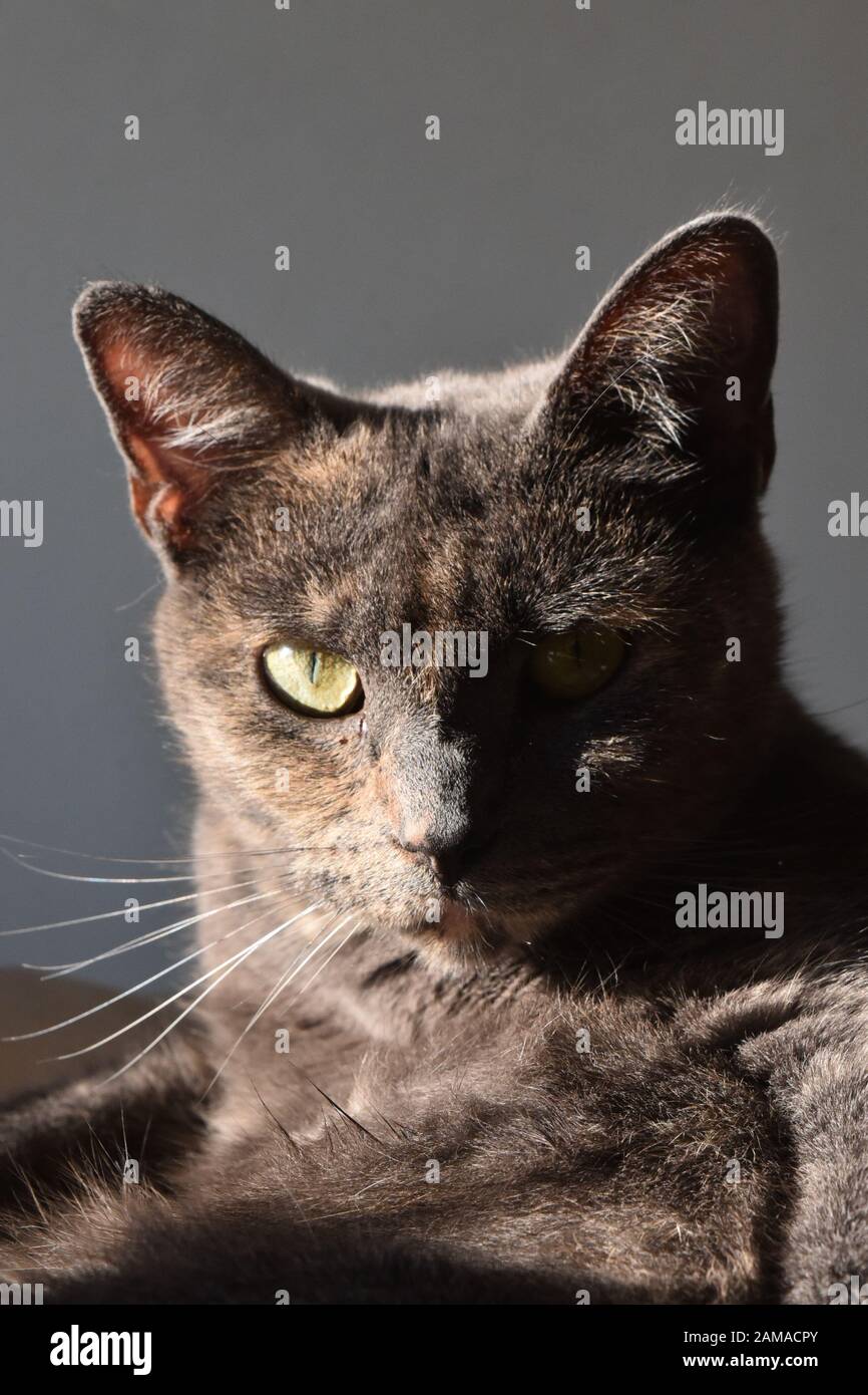 Katzenportrait starrt auf die Kamera und schaut nicht auf ein glückliches, dunkelgraues und rothaarige Fell. Stockfoto