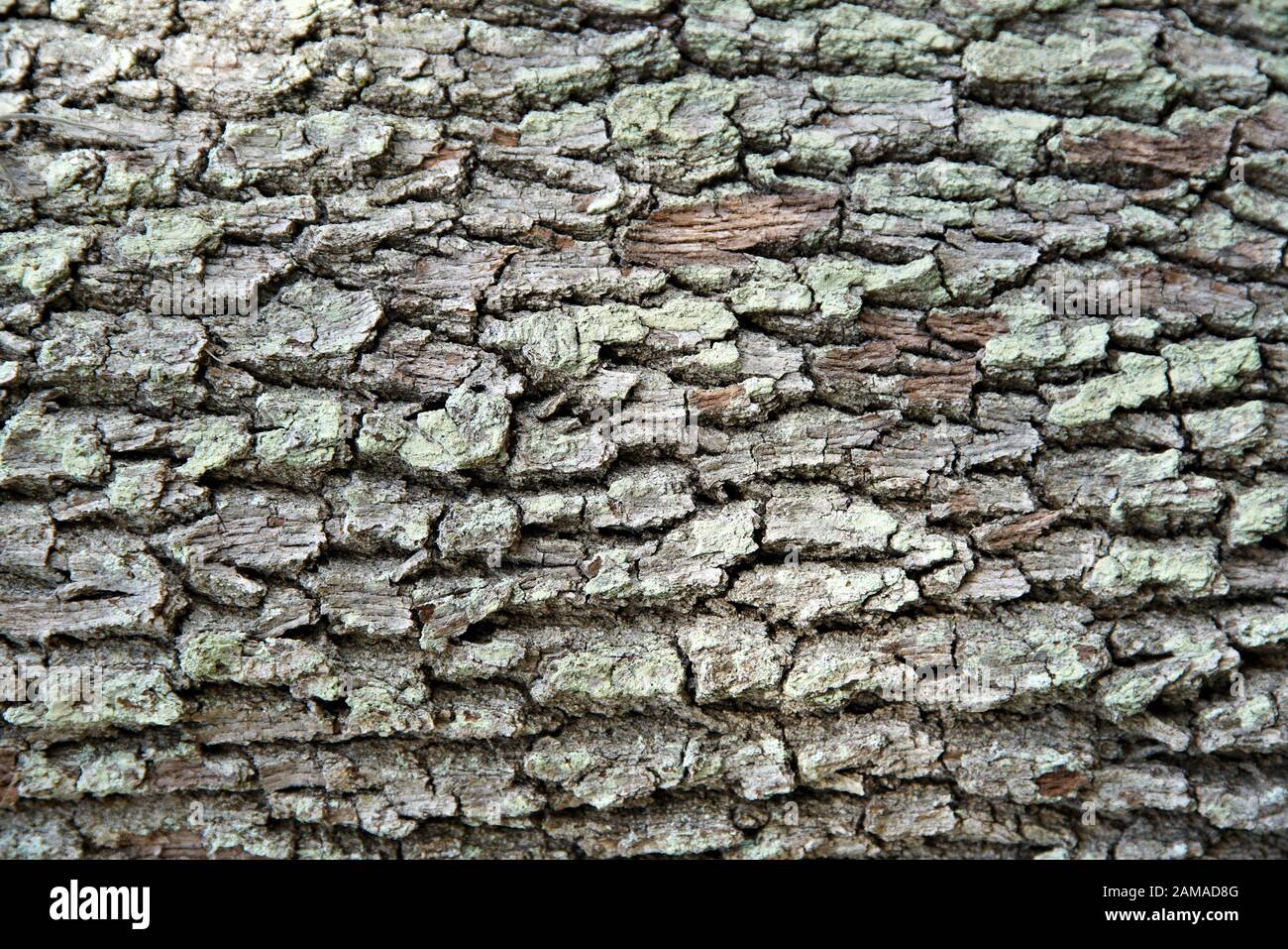 Nahaufnahme der Makrodetails der Baumrinde, die Textur und Kontrast zeigen Stockfoto