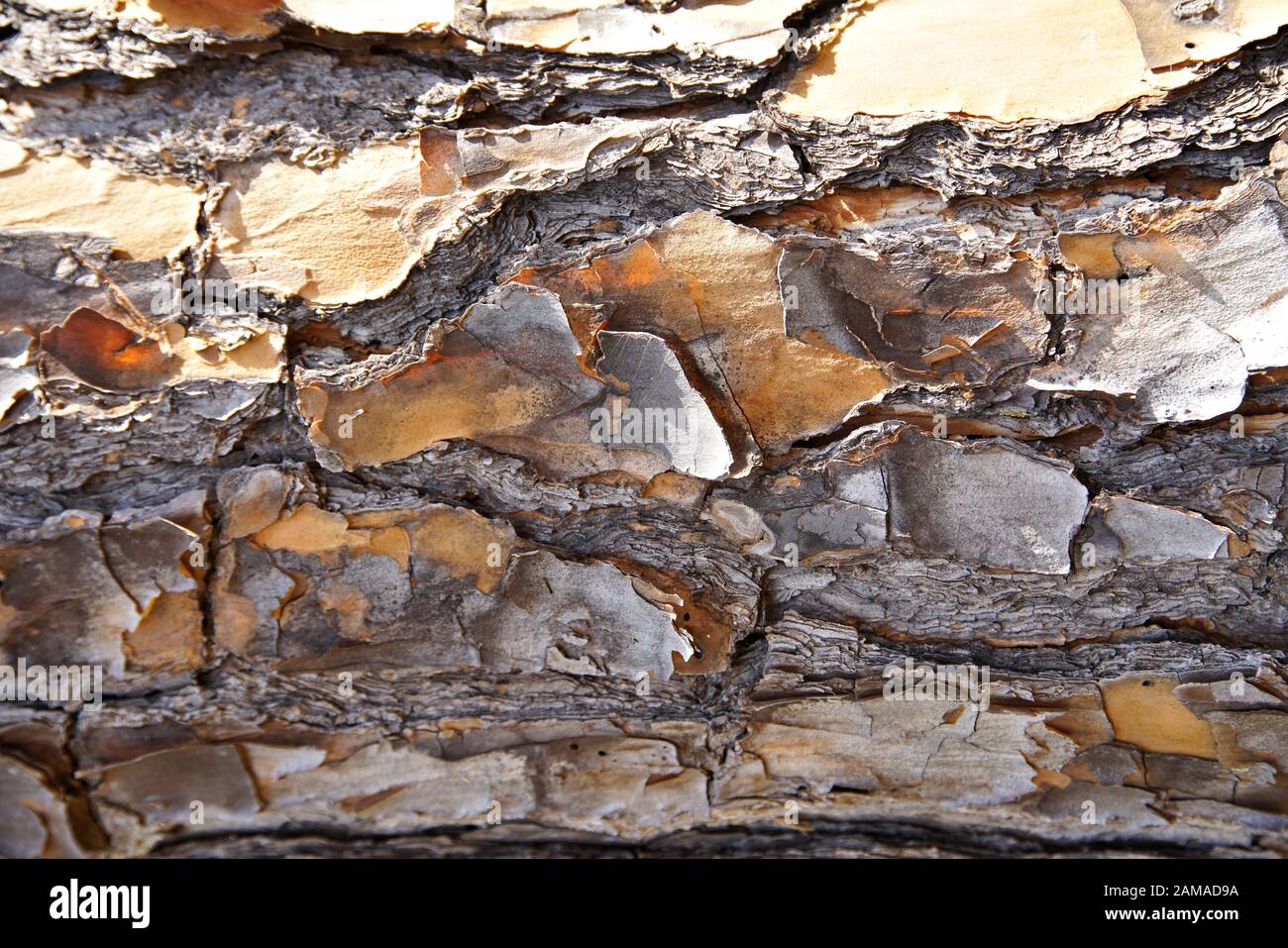 Nahaufnahme der Makrodetails der Baumrinde, die Textur und Kontrast zeigen Stockfoto