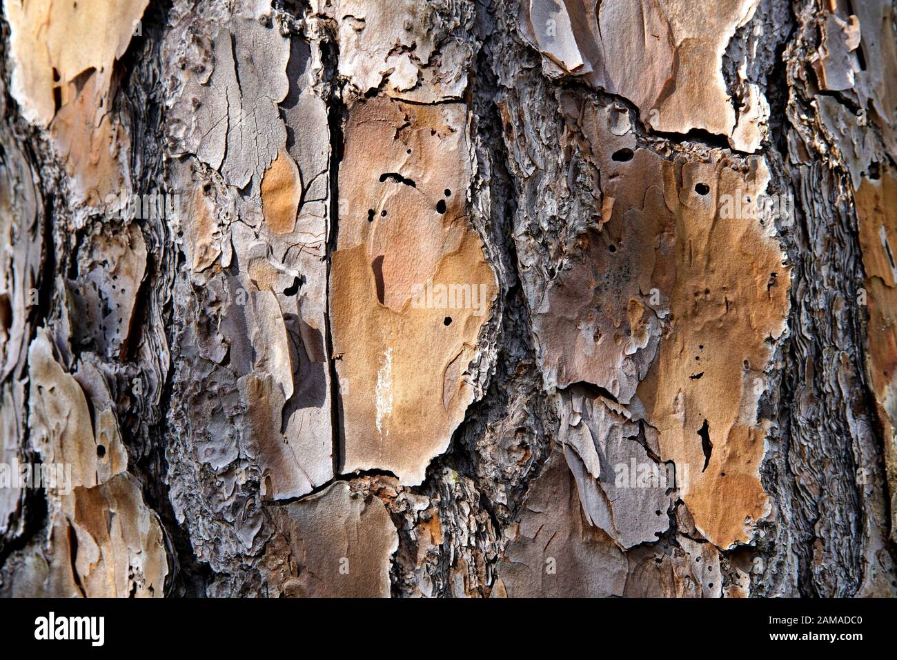 Nahaufnahme der Makrodetails der Baumrinde, die Textur und Kontrast zeigen Stockfoto