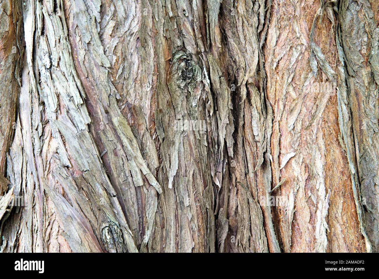 Nahaufnahme der Makrodetails der Baumrinde, die Textur und Kontrast zeigen Stockfoto