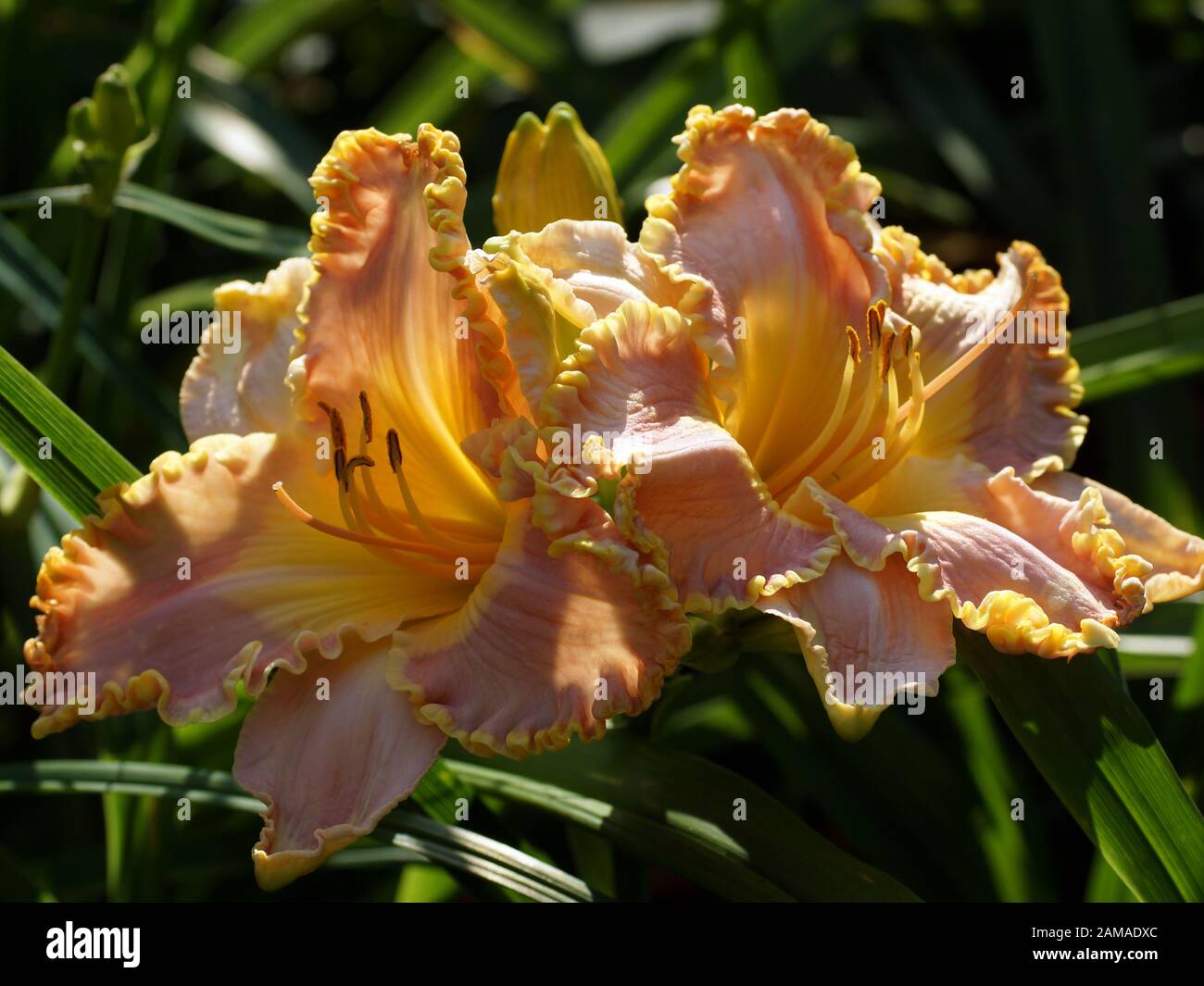 Rosafarbene Blumen. Hemerocallis Mississippi Earl Watts. Im Sommer blühen Taglilien. Stockfoto