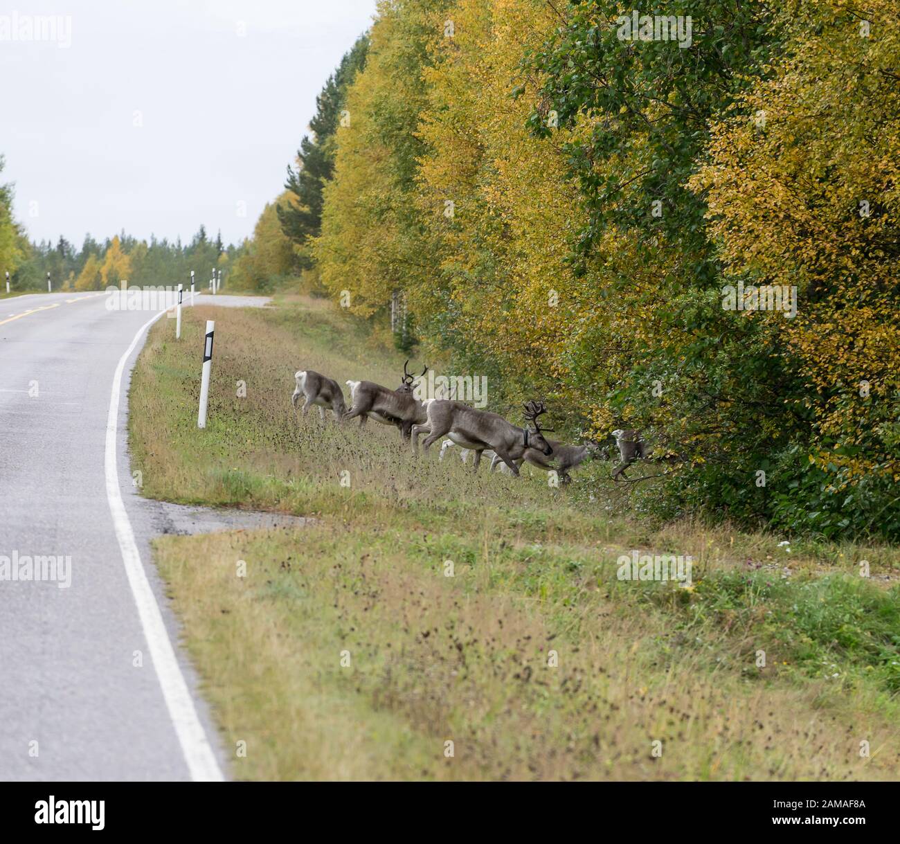 Rentier, die auf der Straße spazieren. Rot, Gelb, Orange, grün gefärbte Laubbäume im Herbst. Herbstwald, ruska Time Lappland, Finnland Stockfoto