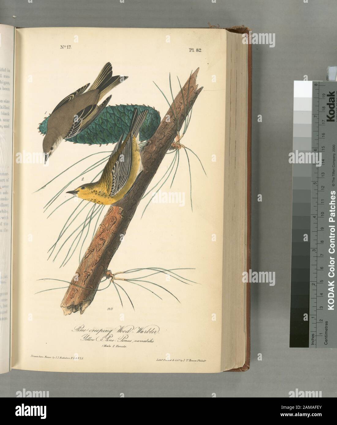 Kiefernschleichender Wood-Warbler, 1 männlich, 2 weiblich (Gelber Pinus variabilis) Sylvicola Pinus.; Kiefernschleichender Wood-Warbler, 1. Stecker, 2. Weiblich. (Gelbe Kiefer. Pinus variabilis.) Stockfoto