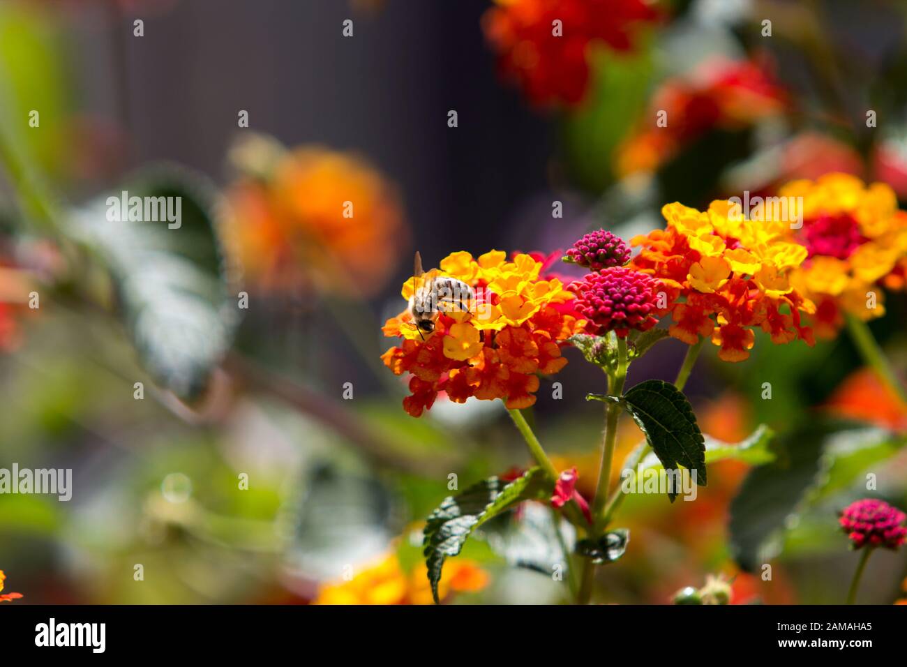 Nahaufnahme einer Honigbiene arbeitet an einem Cluster kleiner orange-roter und gelber Blumen an einem sonnigen Tag, n selektives Fokusbild. Stockfoto