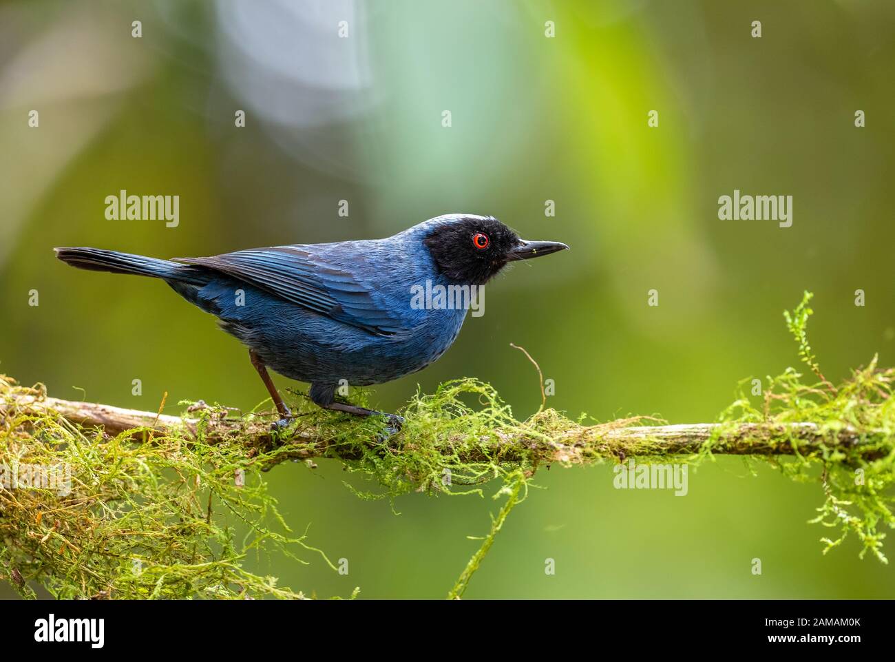 Maskiertes Blumenpiercer - Diglossa Cyanea, spezieller blauer und schwarzer Perchvogel aus westlichen Andenhängen, Yanacocha, Ecuador. Stockfoto