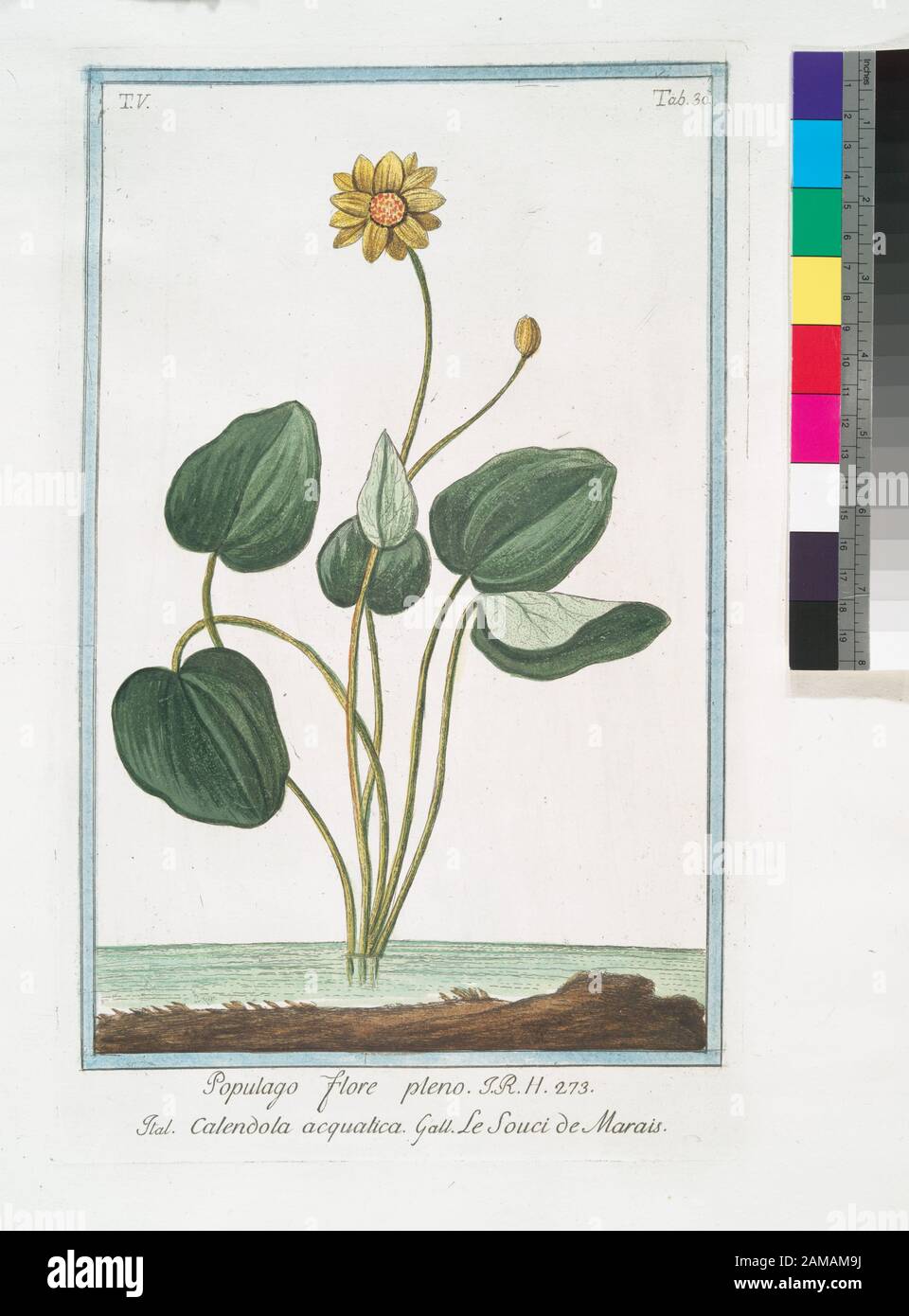 Populago flore pleno - Calendola acquatica - Le Souci de Marais (Marsh Marigold) Titelseite des Bde. 2-5: Hortus Romanus secundum systema Turnefortii a Nicolao Martellio Linneanis characteribus Expositus, adjectis singularum plantarum analysi ac viribus; Species suppitabatus Liberbibat. Titelseite des Bde. 6-8: Hortus Romanus a Nicolao Martellio; Species suppeditabat ac descripbebat Constantinus Sabbati. Eingravierte farbige Vignette auf t.-p. Jedes Volumens. Citation/Referenz: Pritzel (2.) 1976; Populago flore pleno = Calendola acquatica = Le Souci de Marais. [Marsh Ma Stockfoto
