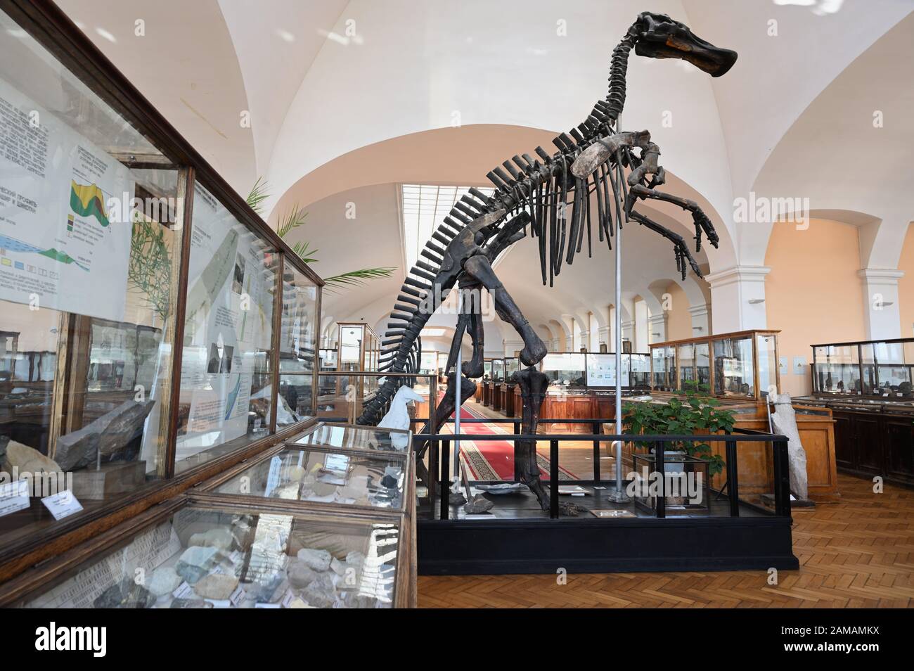 St. Petersburg, Russland - 18. Juni 2018: Dinosaurierskelett und Mineralien, die im geologischen Museum der Zentralforschung ausgesetzt sind. Das 1882 gegründete Museum ist seit 1930 öffentlich zugänglich Stockfoto