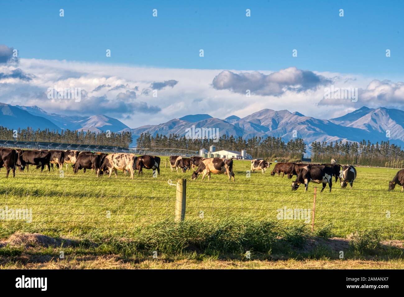 Viehweide, Canterbury Plains, Ashburton, Neuseeland Stockfoto