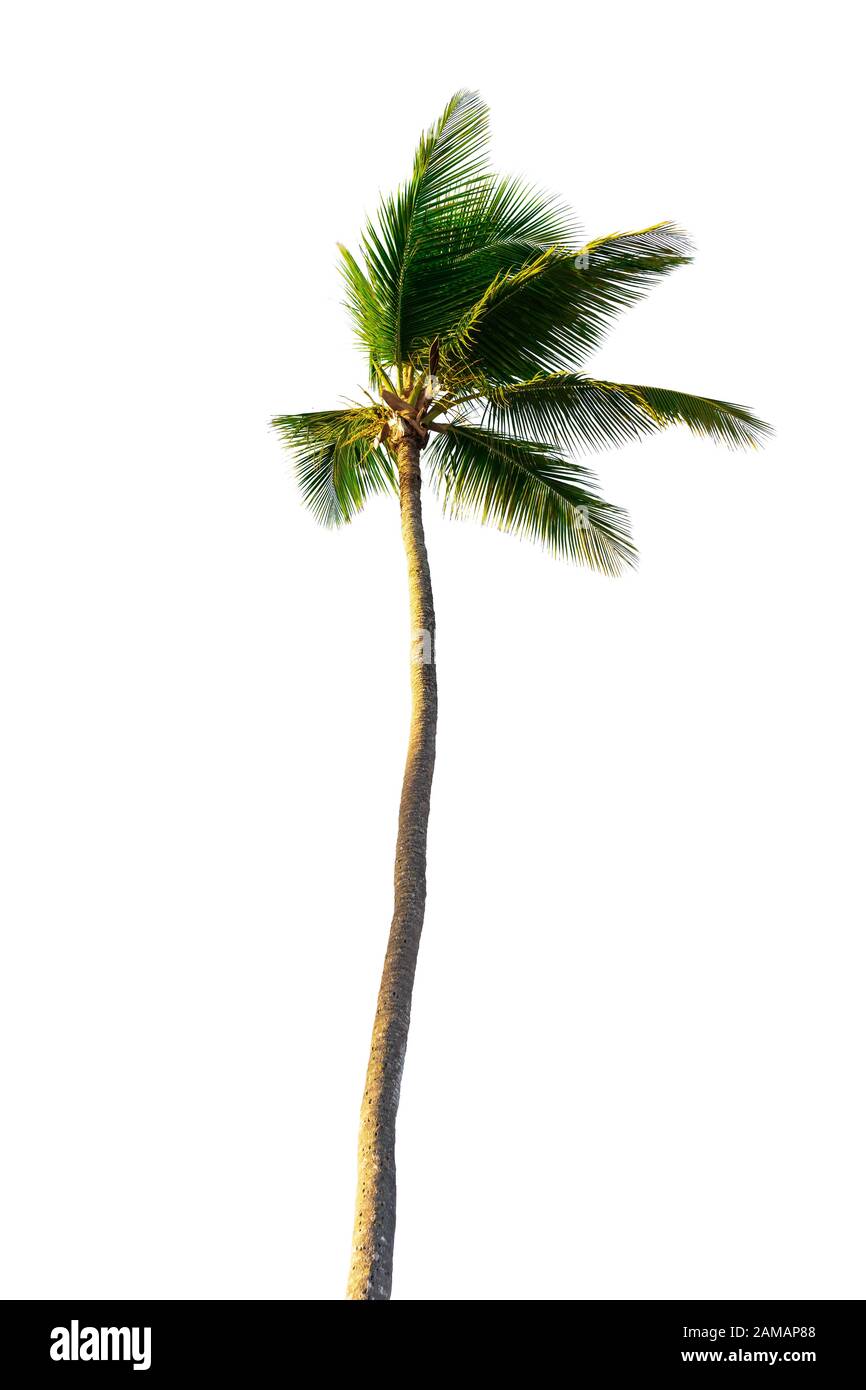 Kokospalme isoliert auf weißem Hintergrund Stockfoto