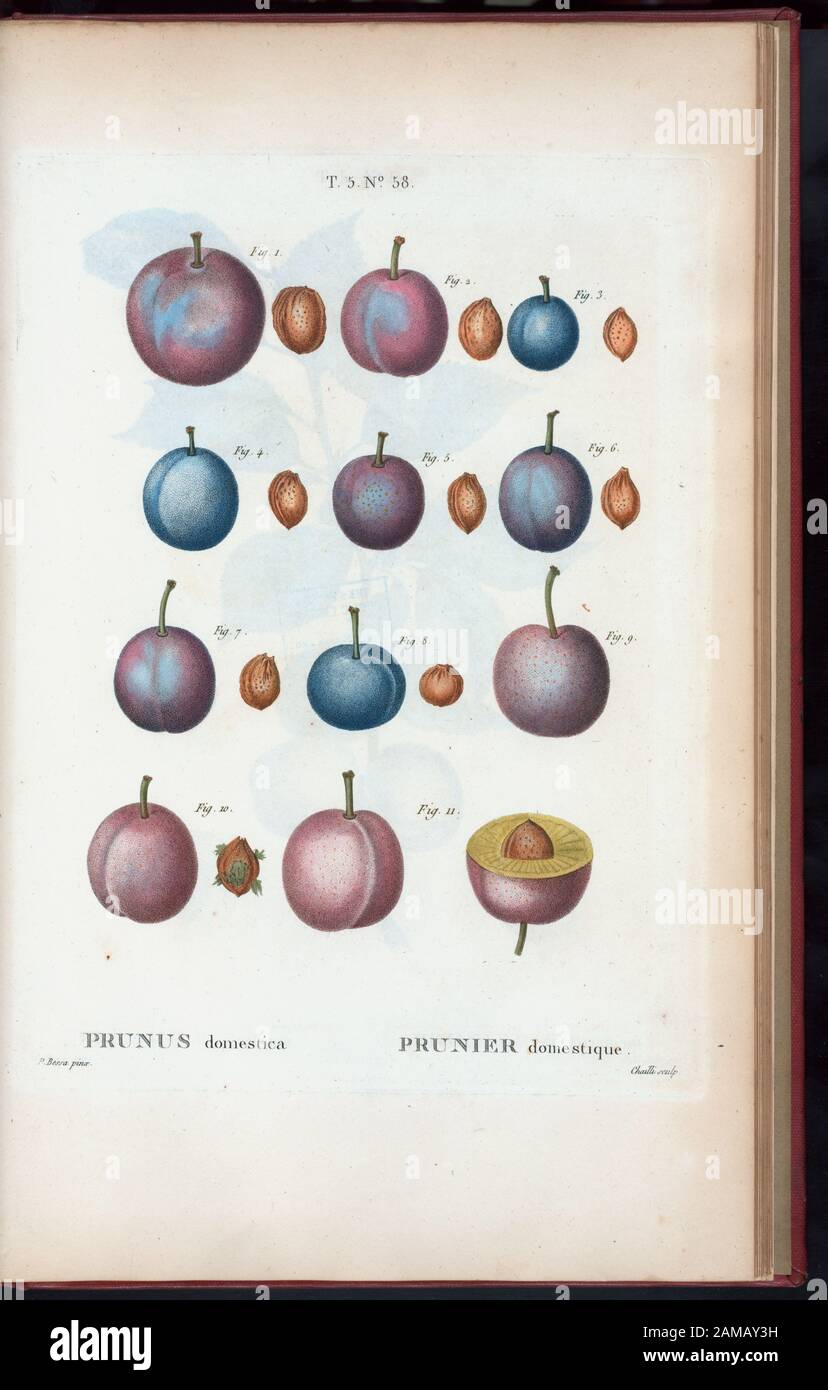 Prunus domestica - Prunier domestique (Dumson plum) 'Rédigé par Mm. Veillard, Jaume-Saint-Hilaire, Mirbel, Poiret, et continuâe par M. Loiseleur-Deschlongchamps." Vol. 1 hat Engr. t.p. Und Halbtitel. Bd. 2 hat Ausgabe: Nouv. âed., augm. De plus de moitié pour le nombre des espáeces ... avec des figures d'aprés les dessins de P.-J. Redouté ... Bd. 2-5 haben den Aufdruck: Paris: Michel. Bd. 5 trägt den Titel: Nouveau Duhamel, ou, Traité des arbres et arbustes que l'on cultive en France / Rédigé par G.-L.-A. Loiseleur Deslongchamps, avec des figures d'aprés les dessins de mm S.-J. Redouté Stockfoto