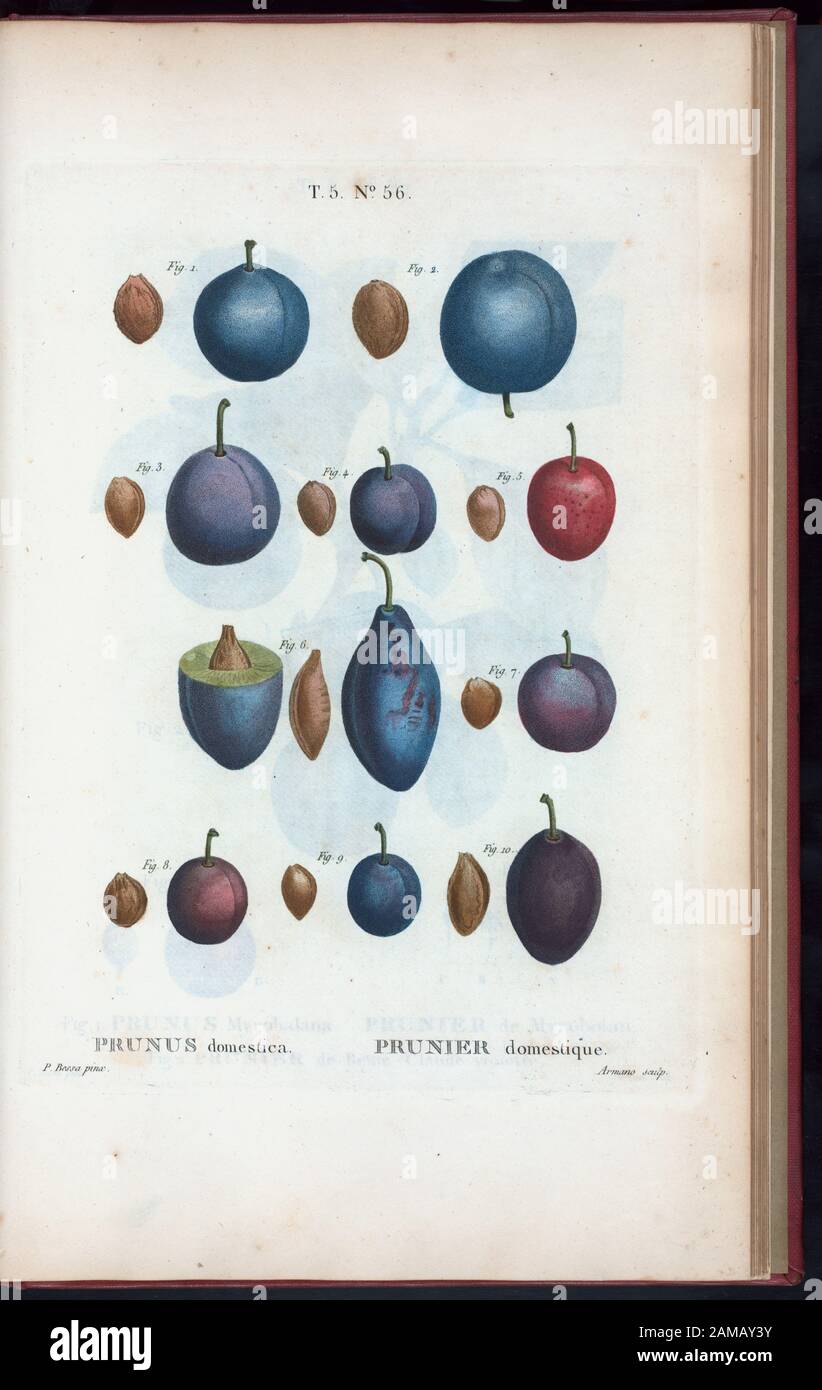 Prunus domestica - Prunier domestique (Weitere Unterschiede zwischen gemeiner Pflaume, Gartenpflaume, Stierkampfarena) 'Rédigé par Mm. Veillard, Jaume-Saint-Hilaire, Mirbel, Poiret, et continuâe par M. Loiseleur-Deschlongchamps." Vol. 1 hat Engr. t.p. Und Halbtitel. Bd. 2 hat Ausgabe: Nouv. âed., augm. De plus de moitié pour le nombre des espáeces ... avec des figures d'aprés les dessins de P.-J. Redouté ... Bd. 2-5 haben den Aufdruck: Paris: Michel. Bd. 5 trägt den Titel: Nouveau Duhamel, ou, Traité des arbres et arbustes que l'on cultive en France / Rédigé par G.-L.-A. Loiseleur Deslongchamps, avec des figur Stockfoto