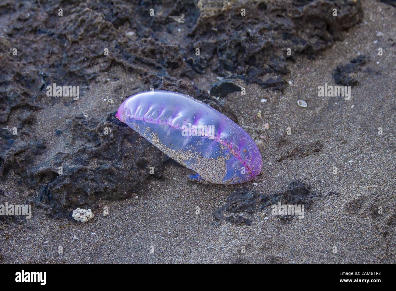 Hydra Hydrozoa Stockfotos Und Bilder Kaufen Alamy