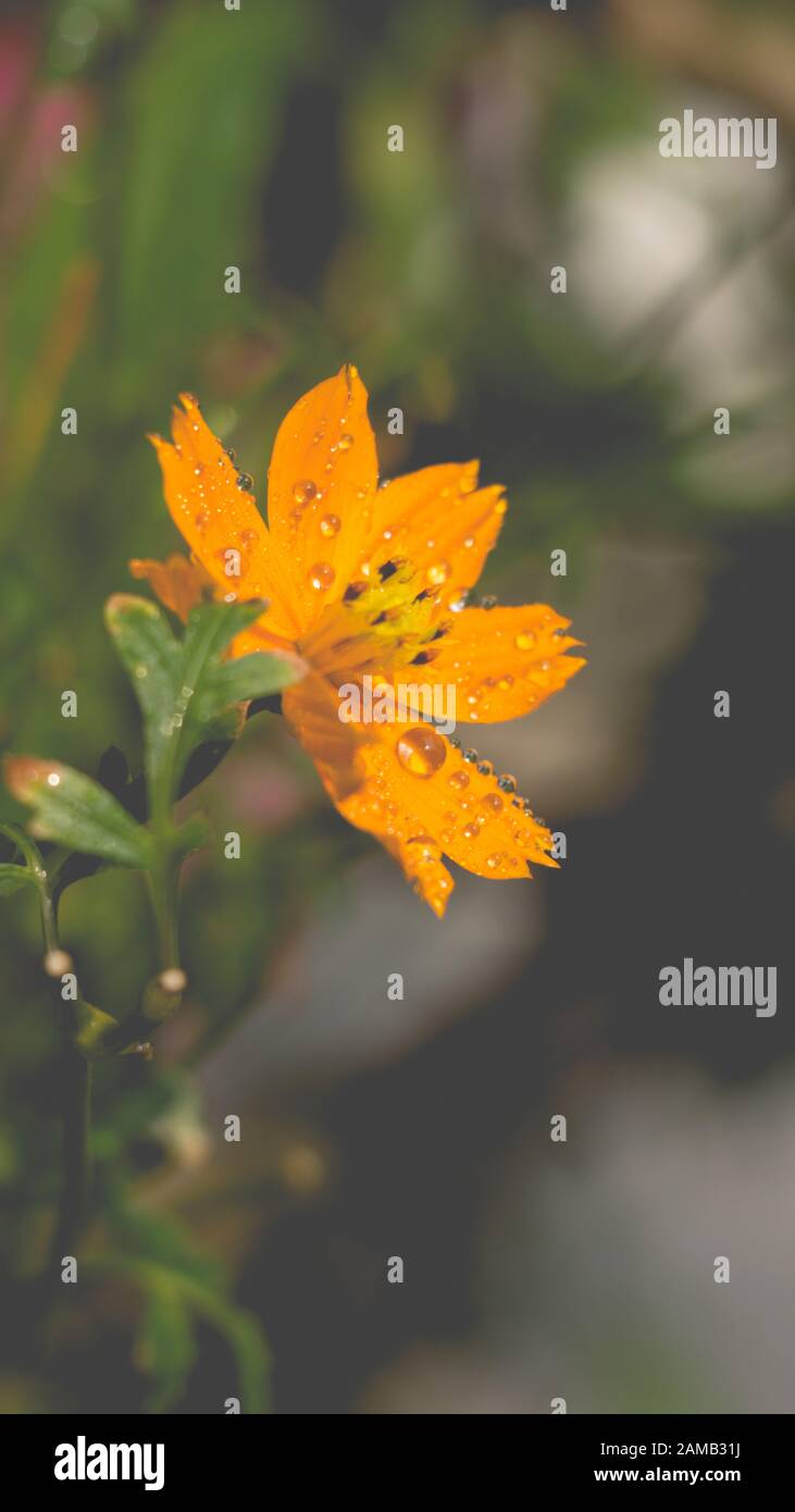 Gelbe Blumen und funkelnde Wassertropfen auf dem Pistil, schimmernde Hochblätter im Wind Stockfoto