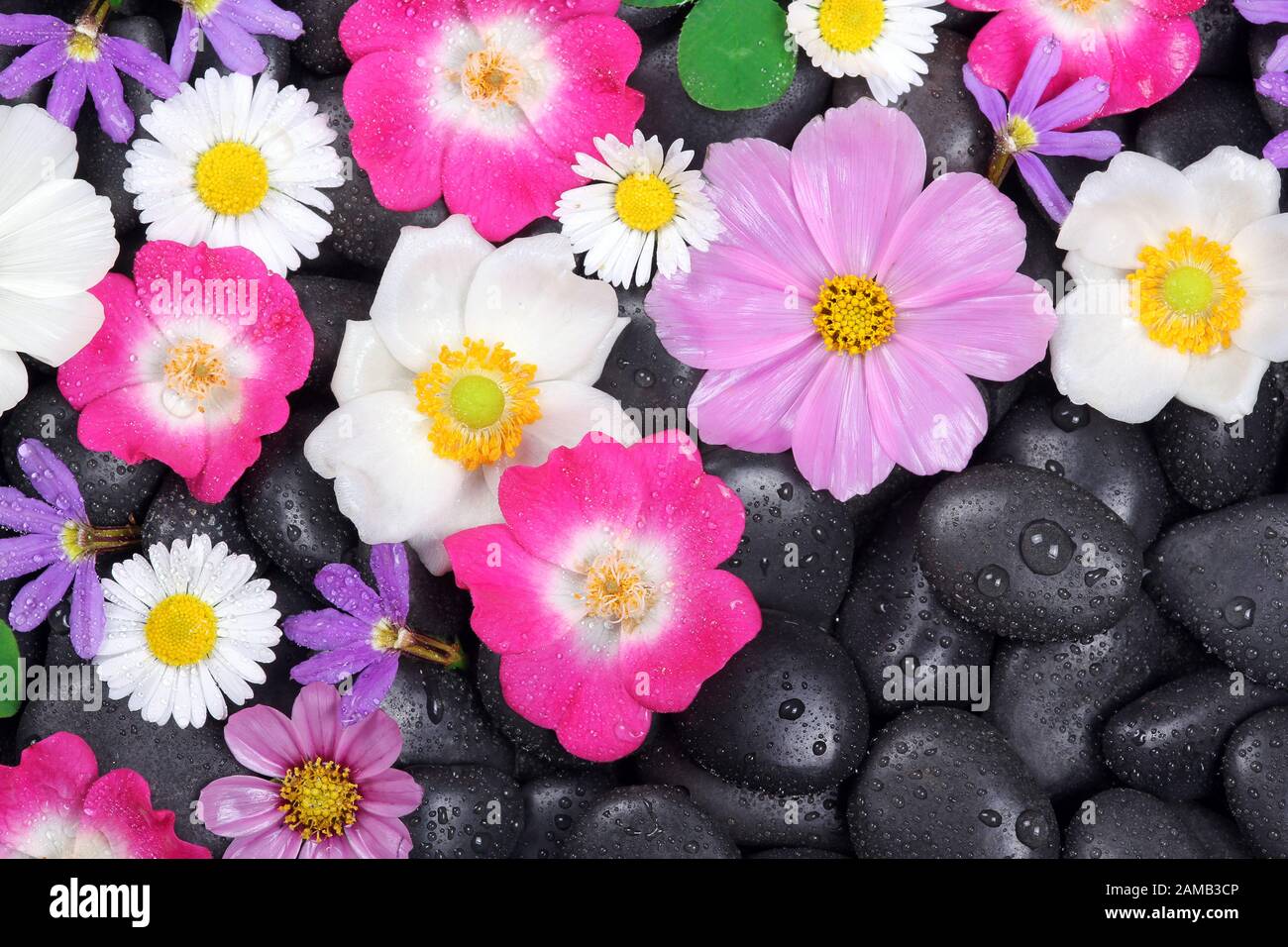 Hintergrund mit Steinen und Blumen Stockfoto