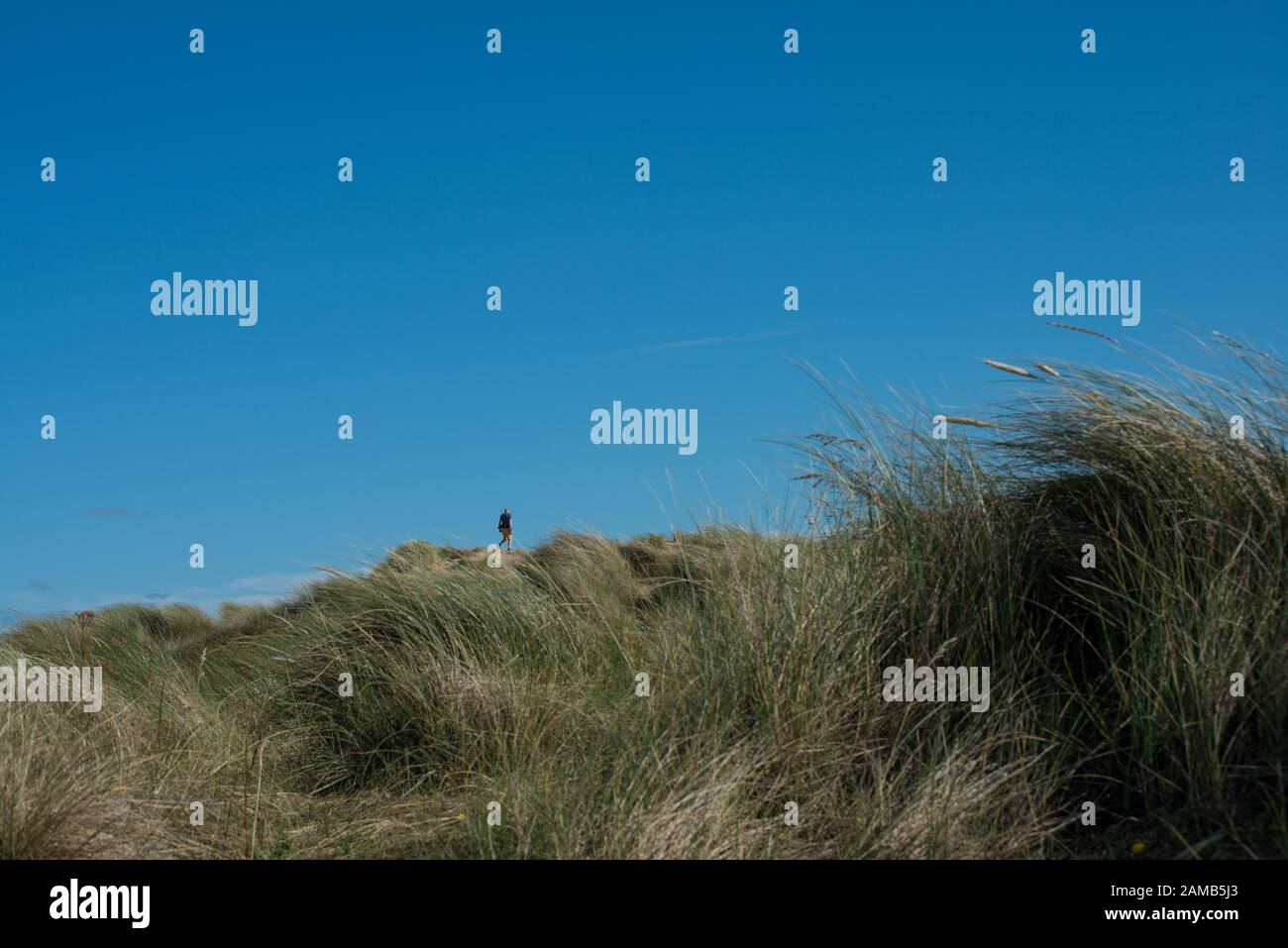 Niedrige Sicht auf eine ferne menschliche Figur auf Sanddünen mit einer Figur, die klein wie in erzwungener Perspektive und im Vordergrund des Marramgrases erscheint Stockfoto