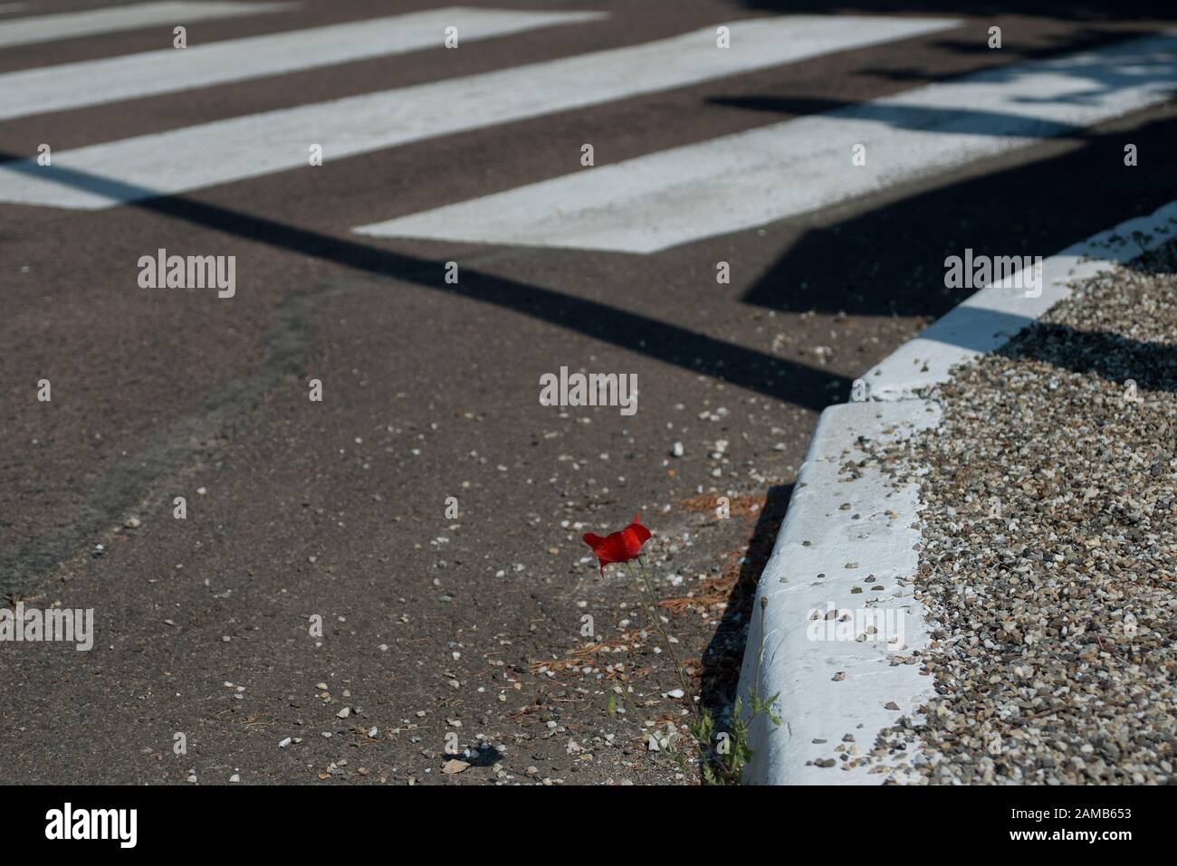Einzelner roter Mohn, der sich gegen die Grauigkeit von Straße, Fußgängerüberweg und weiß gestrichene Bordsteinkante auskragt Stockfoto