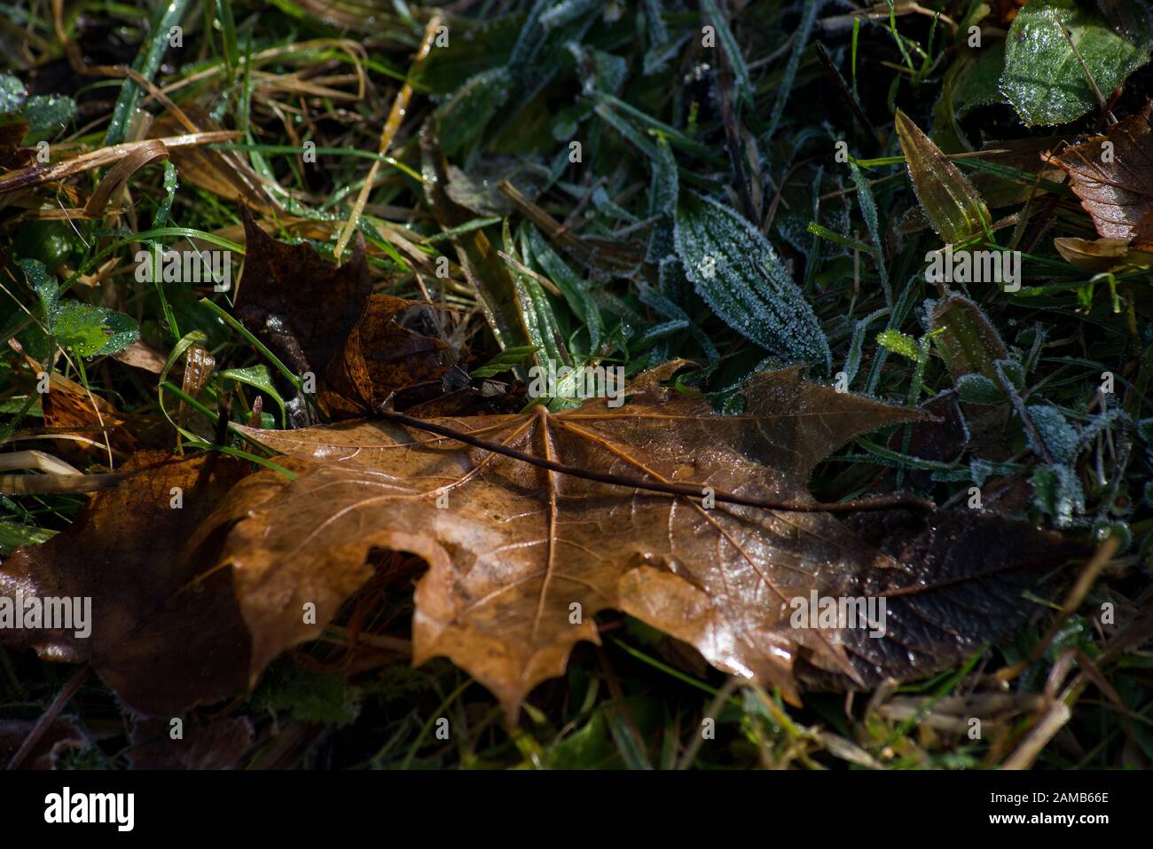 Winterliche Szene in Nahaufnahme mit Frost gefallenen Blättern und Gräsern Stockfoto