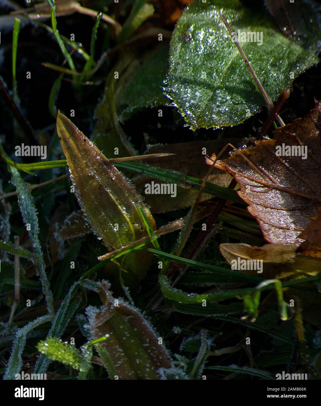 Nahaufnahme von frostgespitzten Blättern mit winterlicher Sonne, die das Unterholz hervorhebt Stockfoto