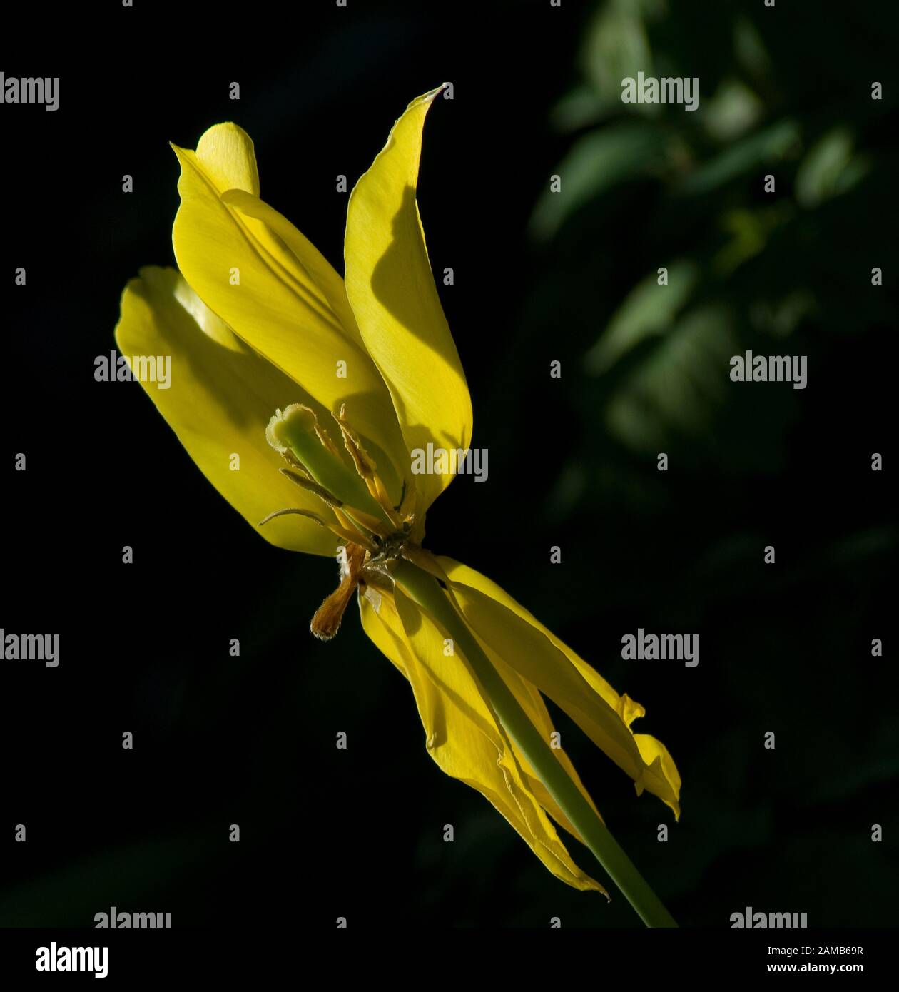 Gelbe Tulpe vollständig geöffnet und kurz vor dem Blütenboden vor schwarzem Hintergrund fallen Stockfoto