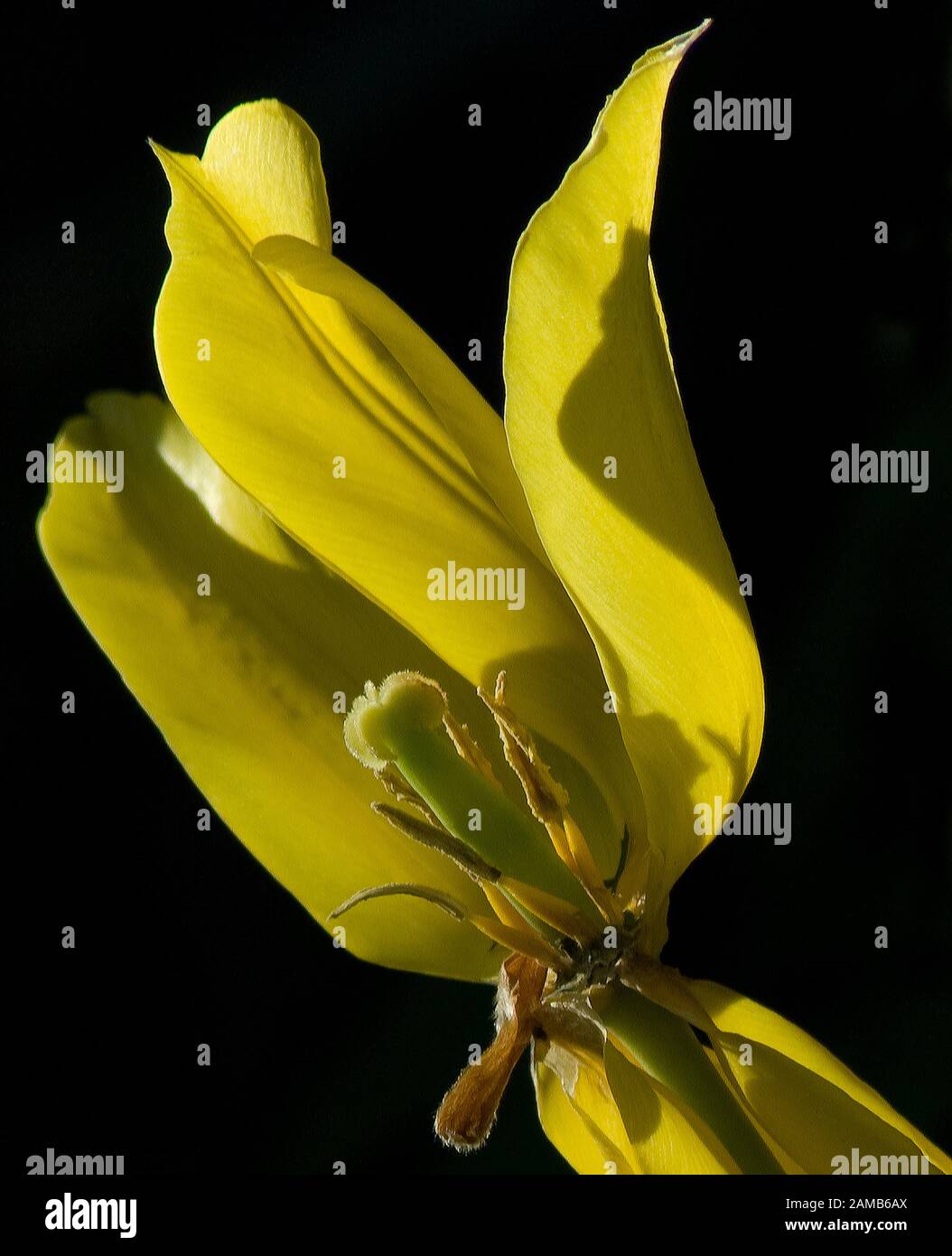 Nahaufnahme von gelber, gestelzter Tulpe mit einem nach unten gekehrten Blütenblatt, der Staubfäden und Samenkopf vor schwarzem Hintergrund zeigt Stockfoto