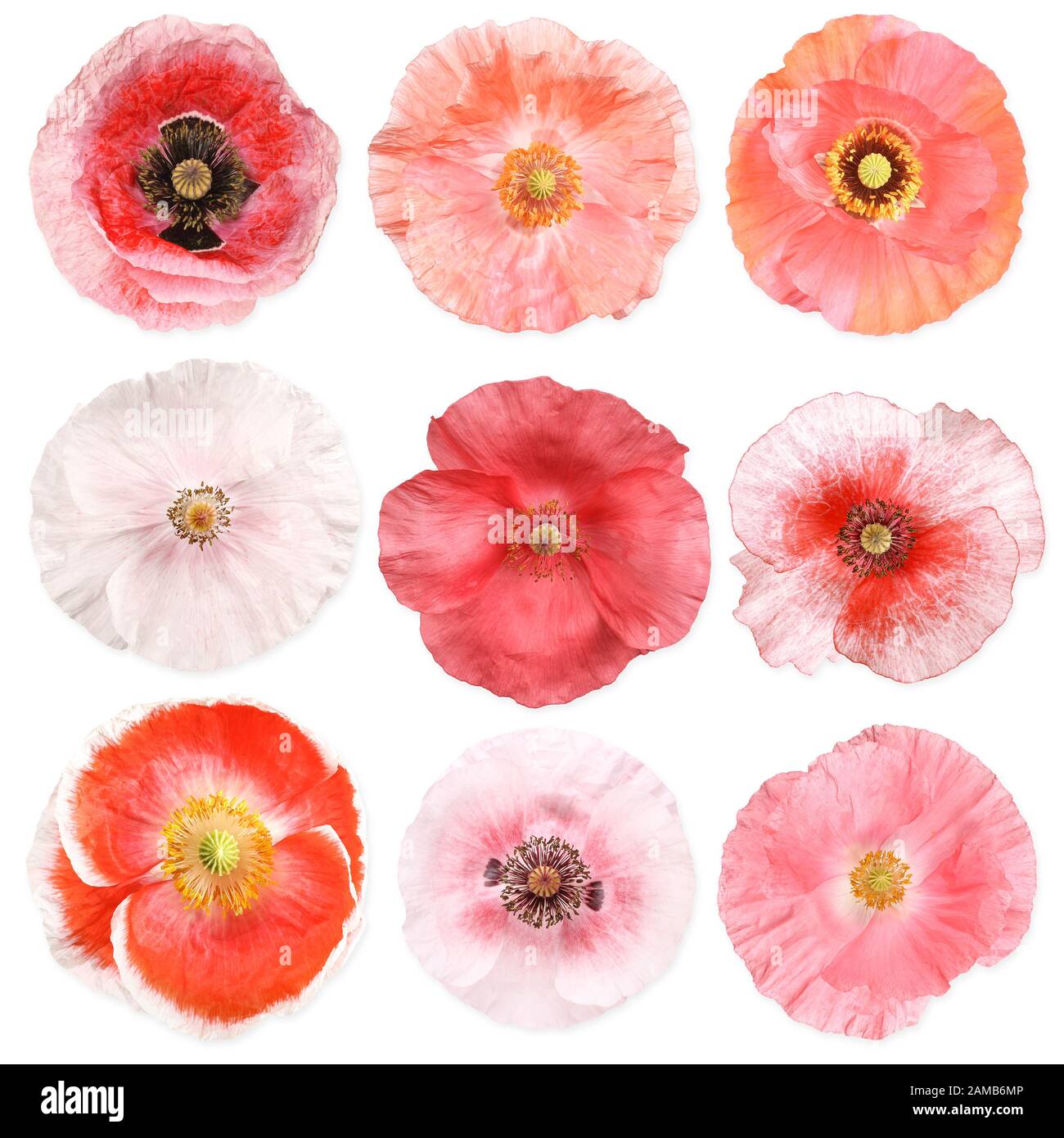 Verschiedene farbige Mohn Blumen, isoliert Stockfoto
