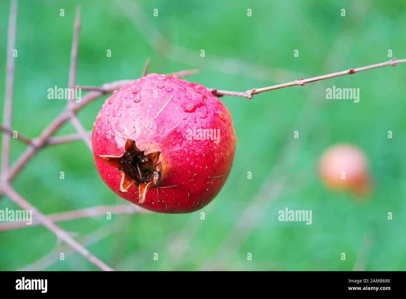 Rote Frucht eines Granatapfenbaums (Punica granatum) - melograno Stockfoto