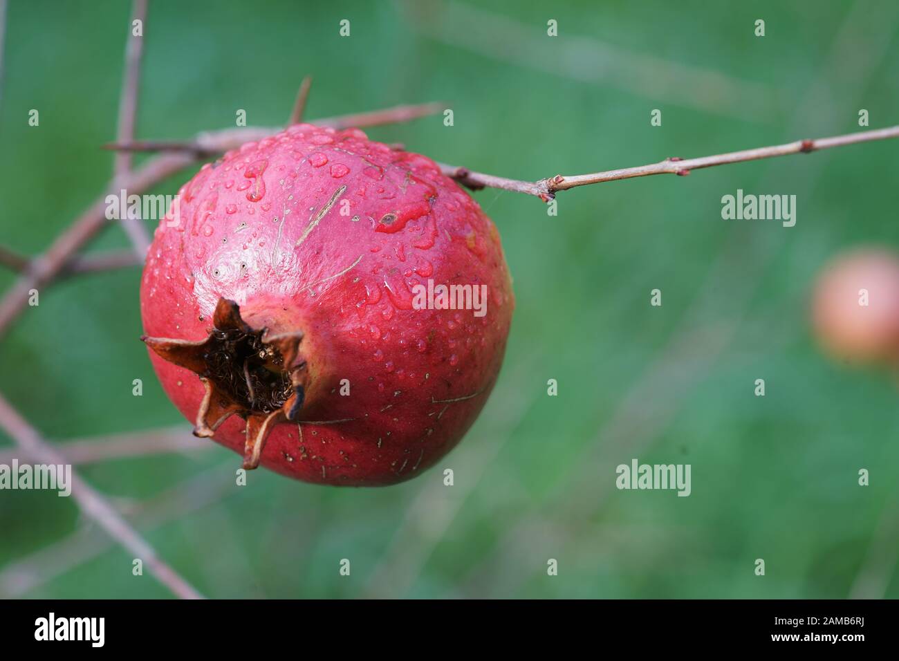 Rote Frucht eines Granatapfenbaums (Punica granatum) - melograno Stockfoto