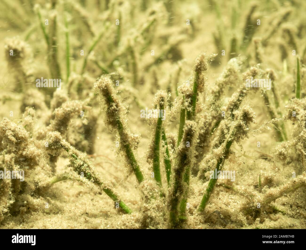 See quillwort Wasser Anlage durch sedimentierten Pollen bedeckt Stockfoto