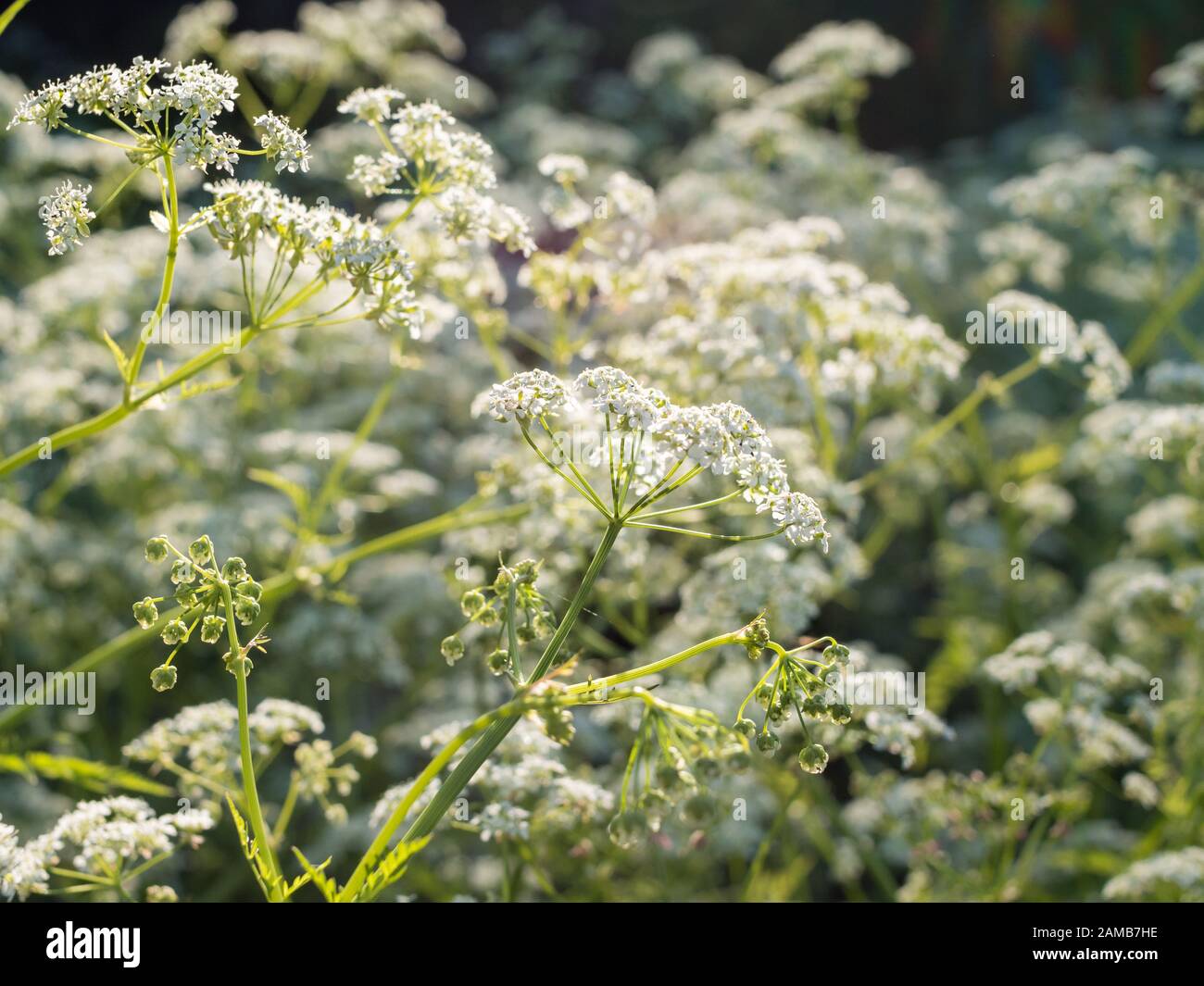 Weiße Kuh Petersilie Blumen Stockfoto