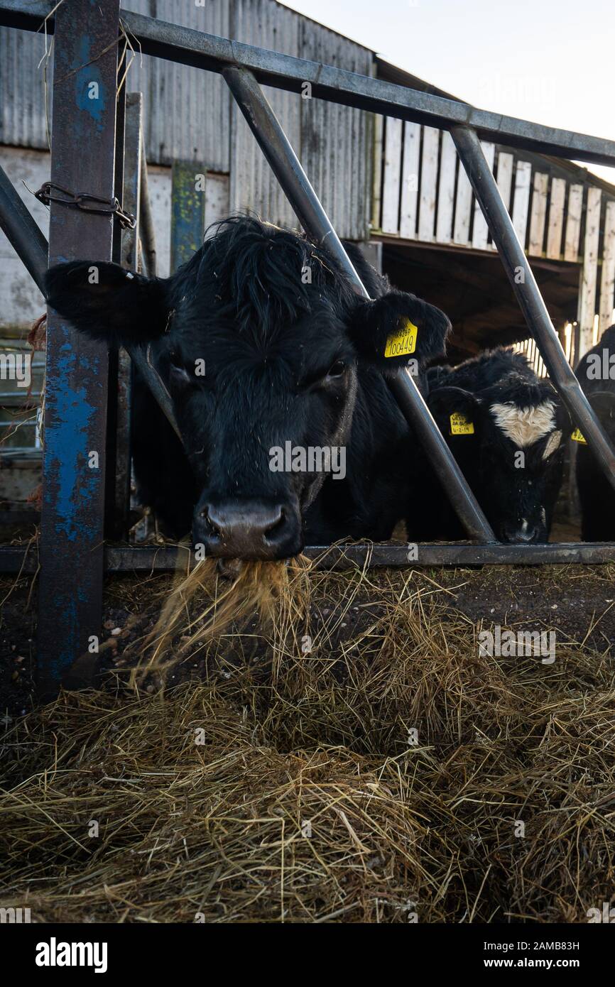 Nahaufnahme der Holstein-Friesischen Milchkühe, die auf dem Bauernhof Heu essen, Milchwirtschaft in Großbritannien, Fütterungszeit, Lower Newton Farm in Tean, Stoke Stockfoto