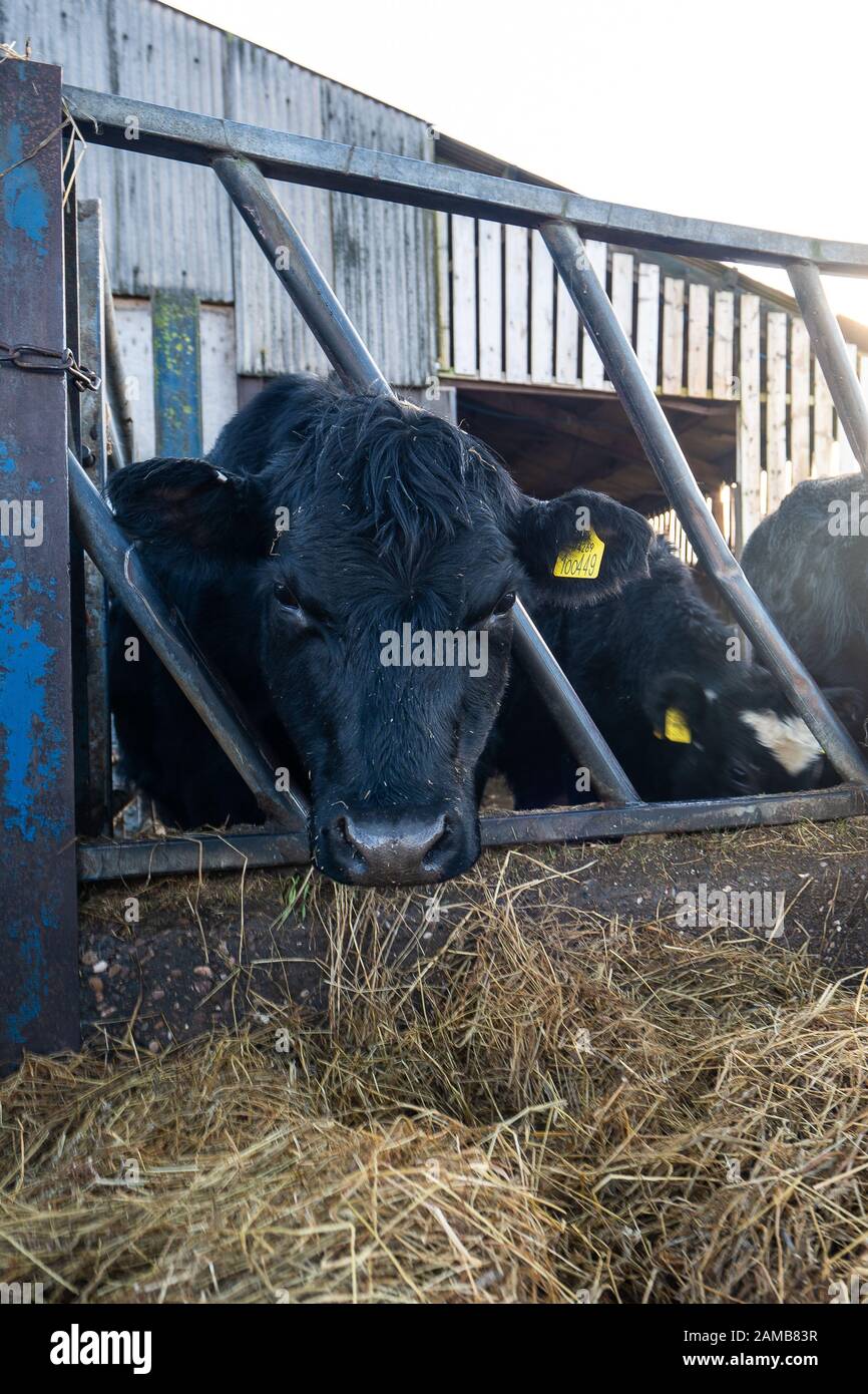 Nahaufnahme der Holstein-Friesischen Milchkühe, die auf dem Bauernhof Heu essen, Milchwirtschaft in Großbritannien, Fütterungszeit, Lower Newton Farm in Tean, Stoke Stockfoto