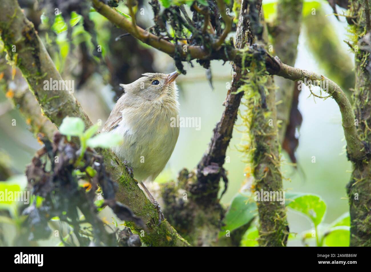 Grüner Warbler-Finch (Certhidea olivacea) Stockfoto