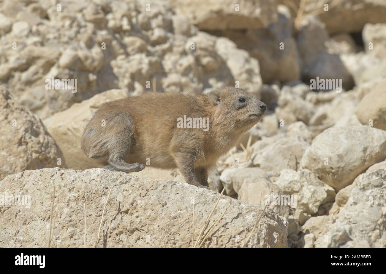 Klippschliefer (Procavia Capensis), Naturreservat En Gedi, Israel Stockfoto