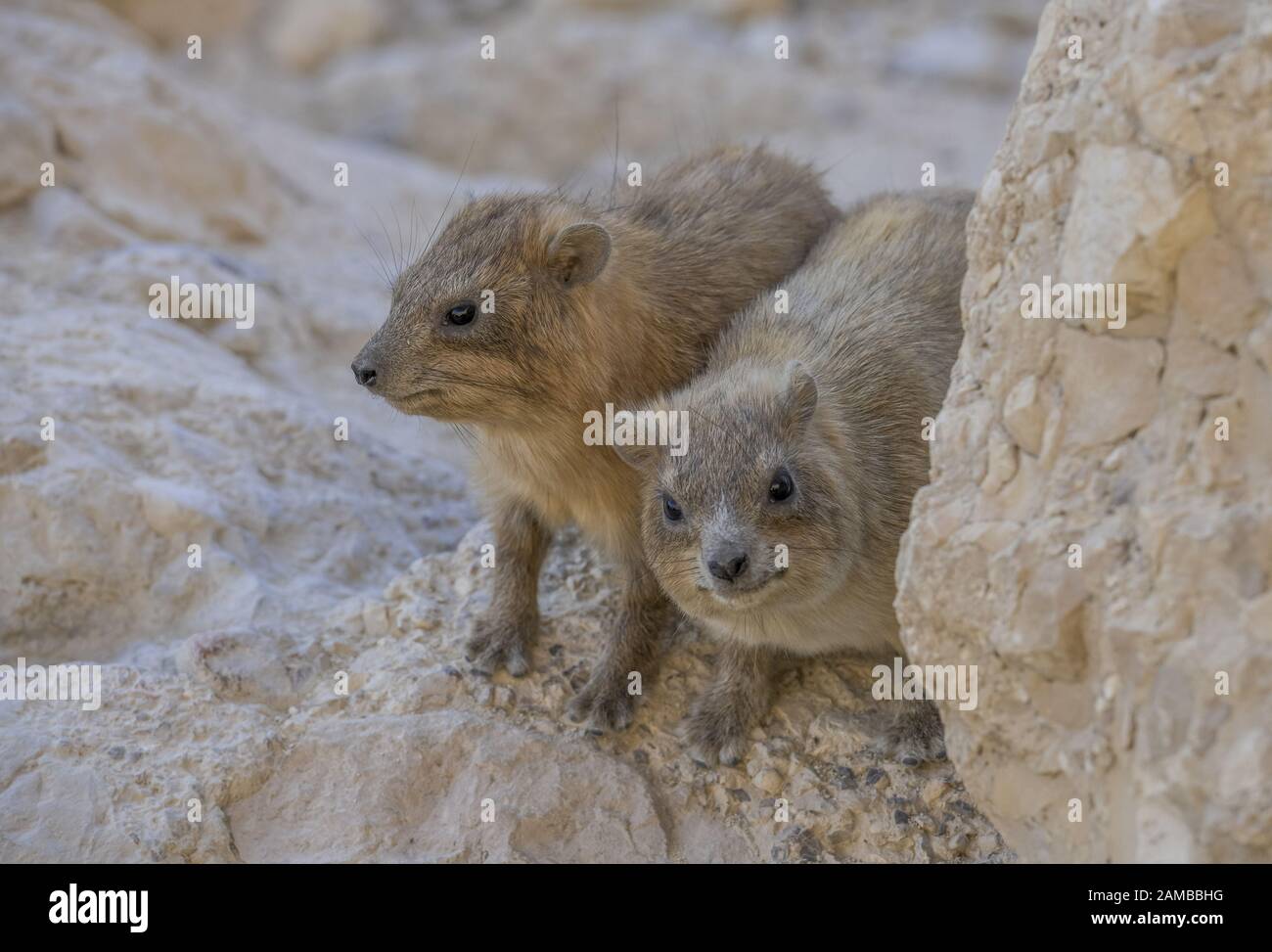 Klippschliefer (Procavia Capensis), Naturreservat En Gedi, Israel Stockfoto