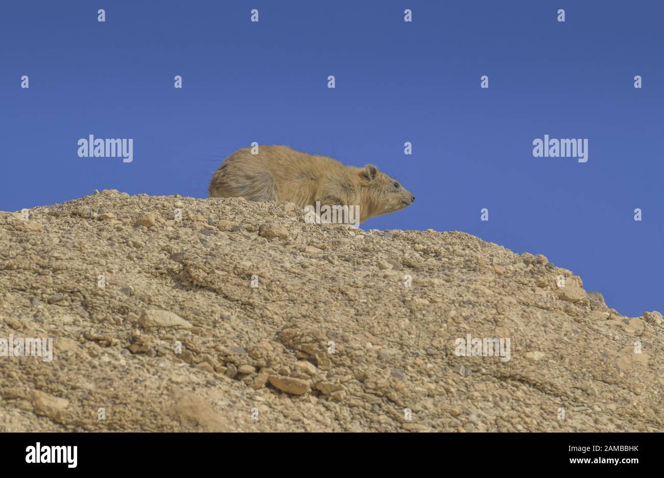 Klippschliefer (Procavia Capensis), Naturreservat En Gedi, Israel Stockfoto