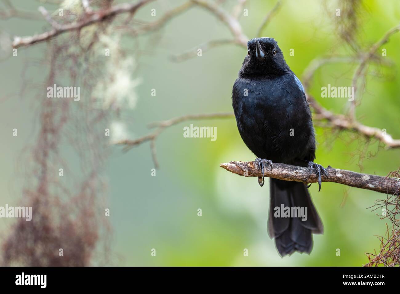 Hochglanzblumen-Piercer - Diglossa lafresnayii, spezieller schwarzer Perchvogel aus westlichen Andenhängen, Yanacocha, Ecuador. Stockfoto