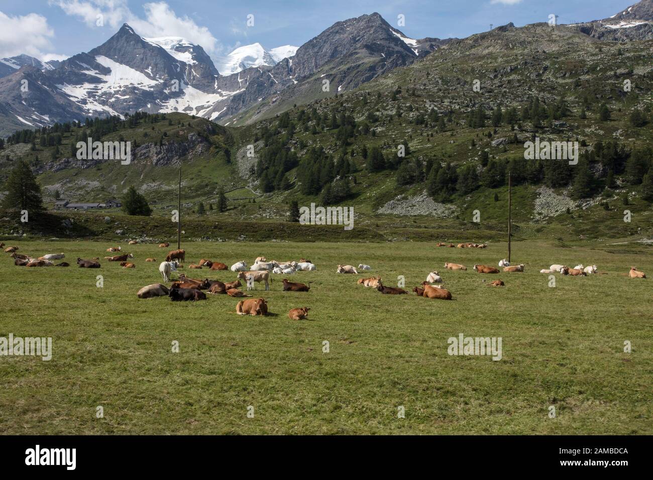 Kühe auf den Feldern entlang des Berninapasses. Blick vom Bernina-Express-Zug. Graubünden, Schweiz Stockfoto