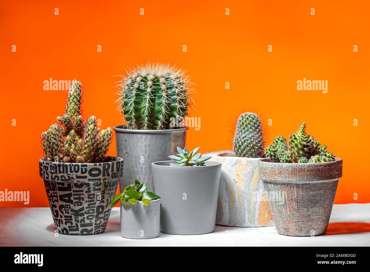 Sammlung von Kakteenpflanzen in handgefertigten Pflanzmaschinen mit lebhaftem orangefarbenem Hintergrund Stockfoto
