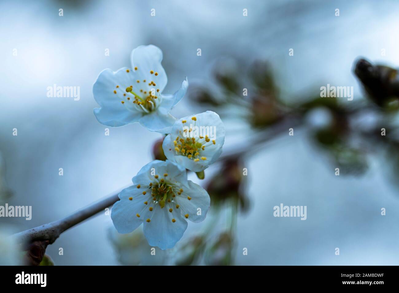 Nahaufnahme von weißen Kirschblüten im Frühling Stockfoto