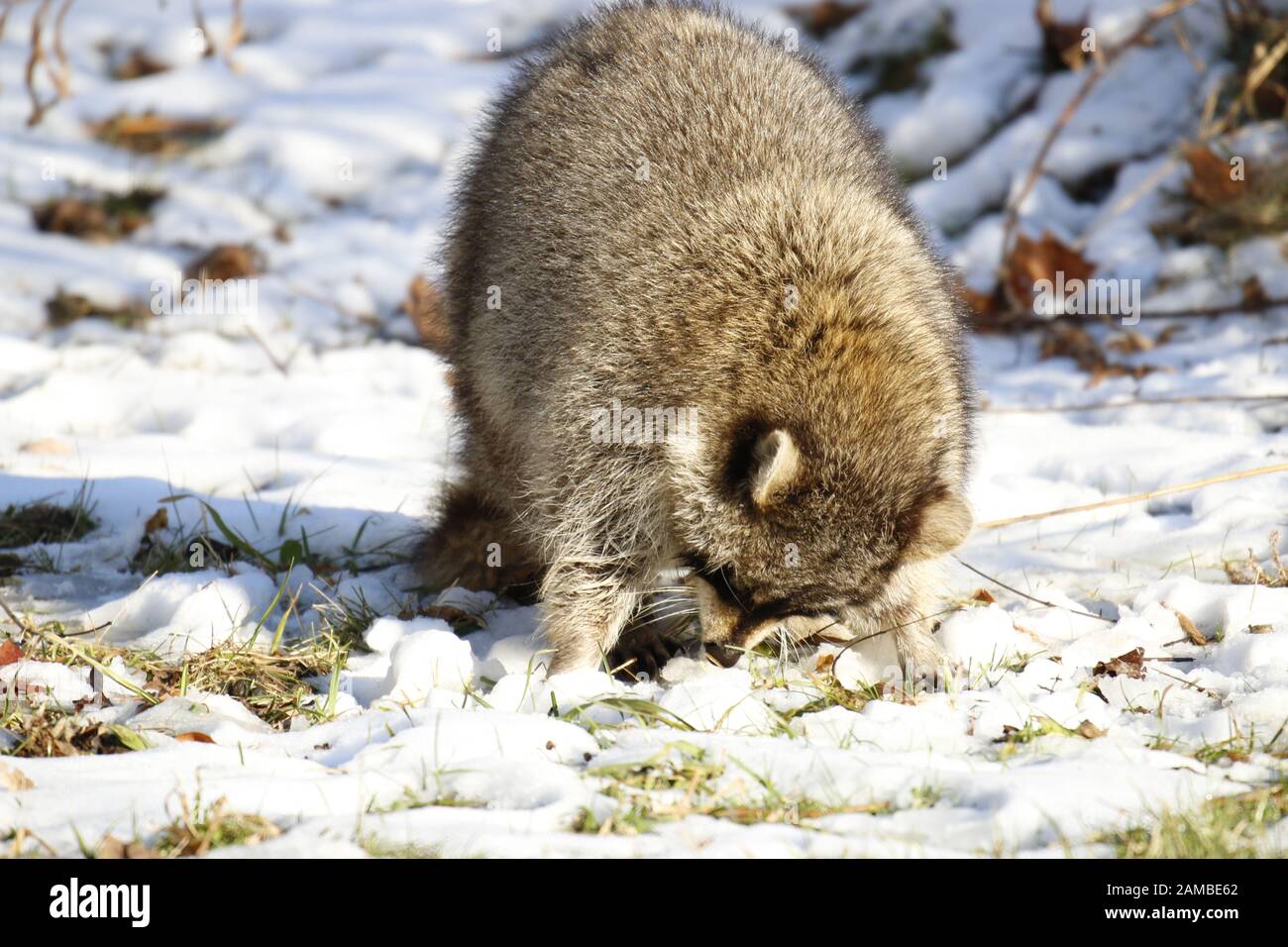 Rabid Raccoon mit Schaum vor dem Mund. Während dieser besonderen Waschbär Nicht rasend werden, eine nasse kranken Waschbären mit Schaum vor dem Mund ist ein Zeichen von Tollwut Stockfoto