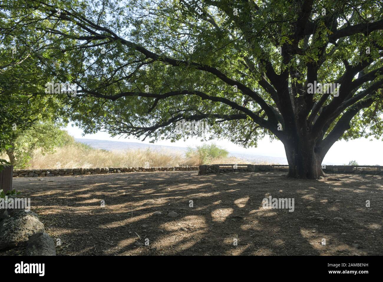 Pistazienbaum, Nationalpark Tel Dan, Israel Stockfoto