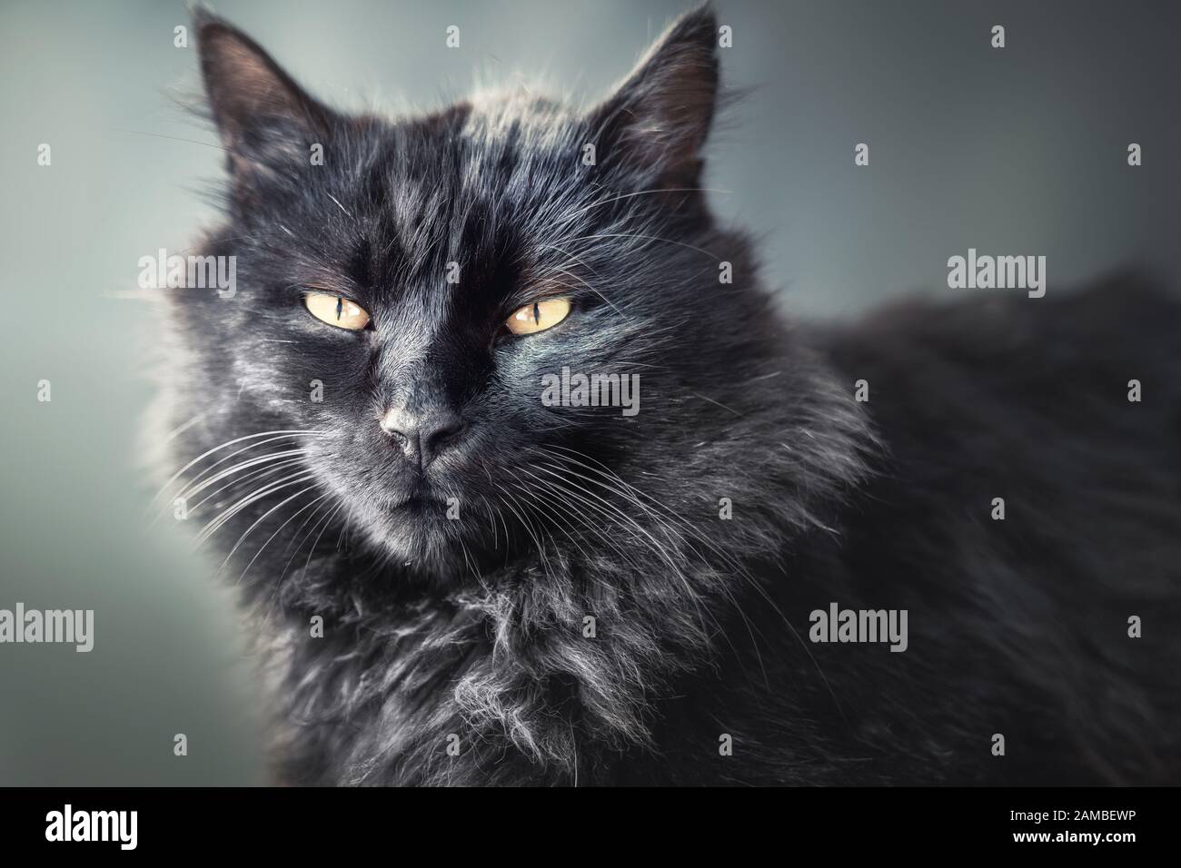 Eine liebenswerte schwarze Fellkatze starrt mit neugierigen Augen Stockfoto