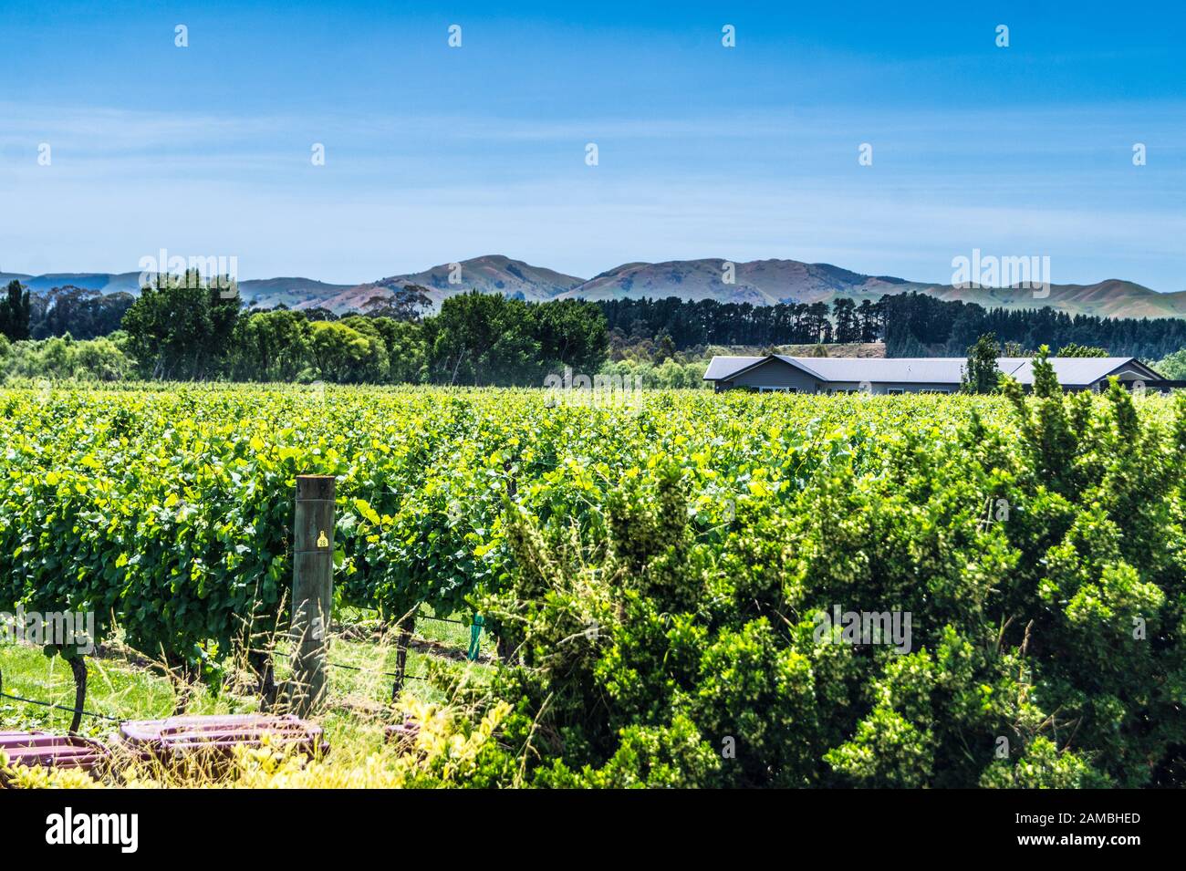Margrain Weinberg, Martinborough, Wairarapa, Neuseeland Stockfoto