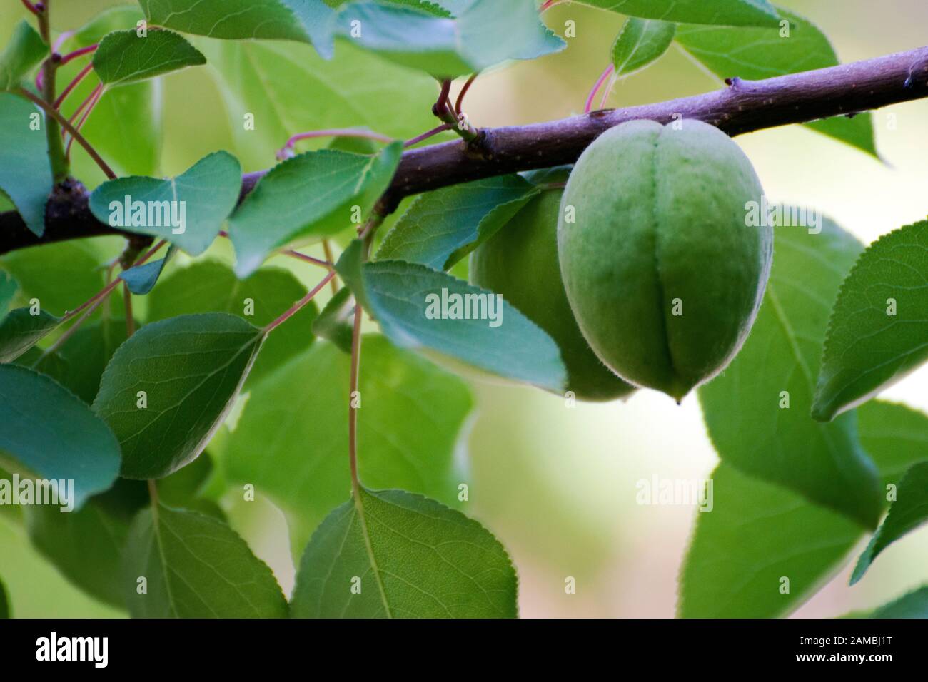 Zwei unreife Pflaumen im Pflaumenbaum voller grüner, frischer Frühlingsblätter. Stockfoto