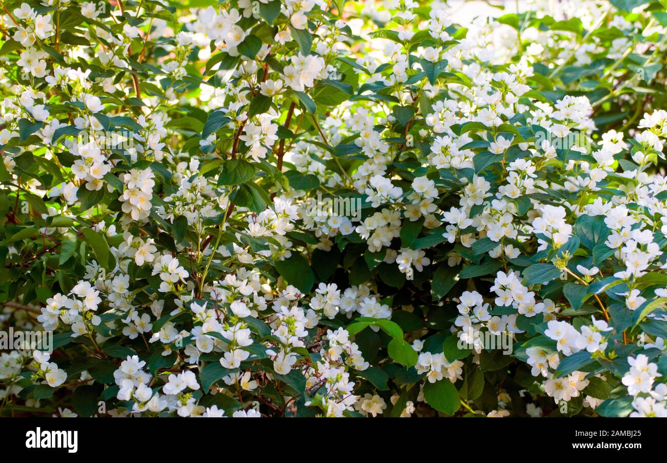 Schöne Blüten von süßem, mock-orangen oder englischen Dogwood (Philadelphus coronarius) Strauch, der für seine stark duftenden weißen Blüten kultiviert wird. Stockfoto